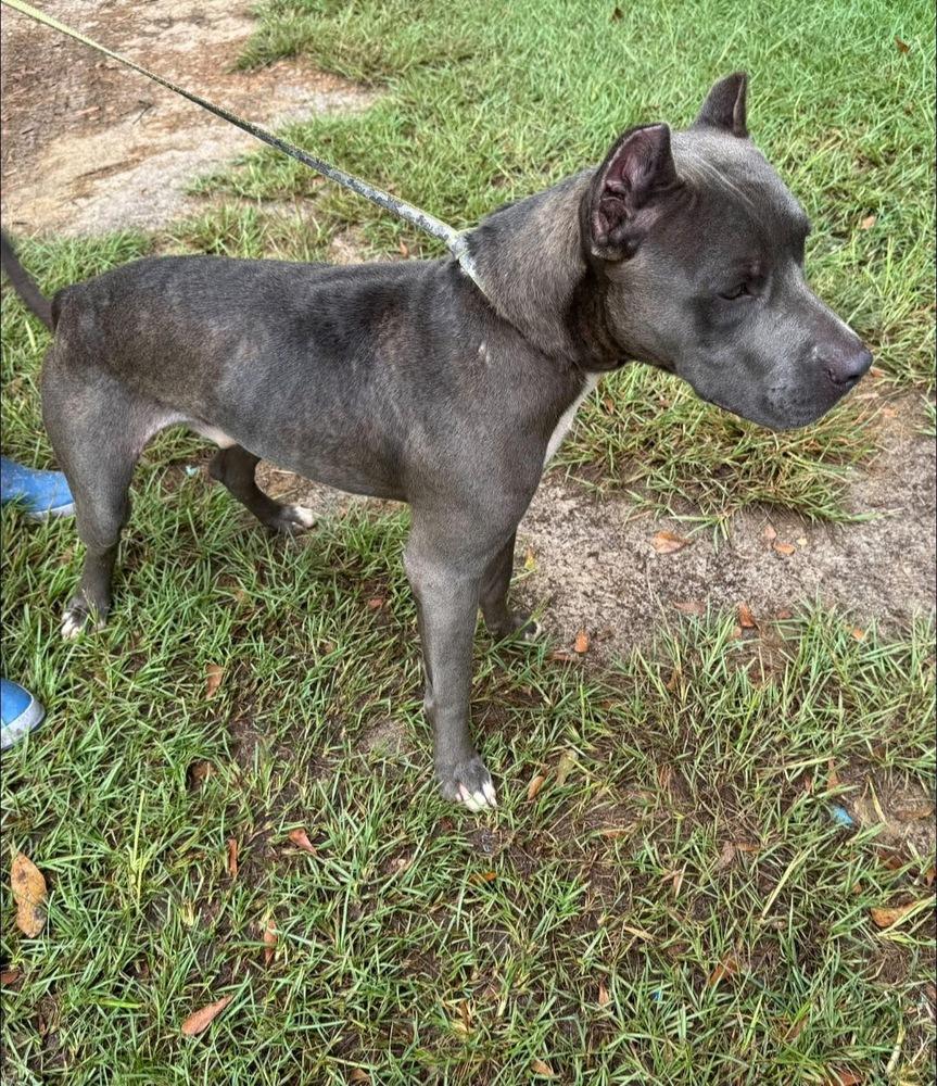 Fred, a Adoptable Pit Bull Terrier image 2/2
