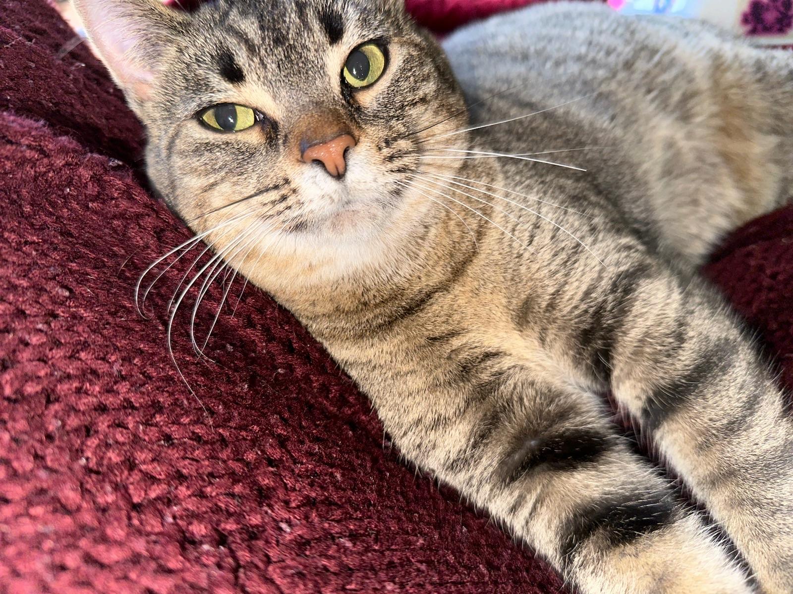 Stevie Girl-Courtesy Listed