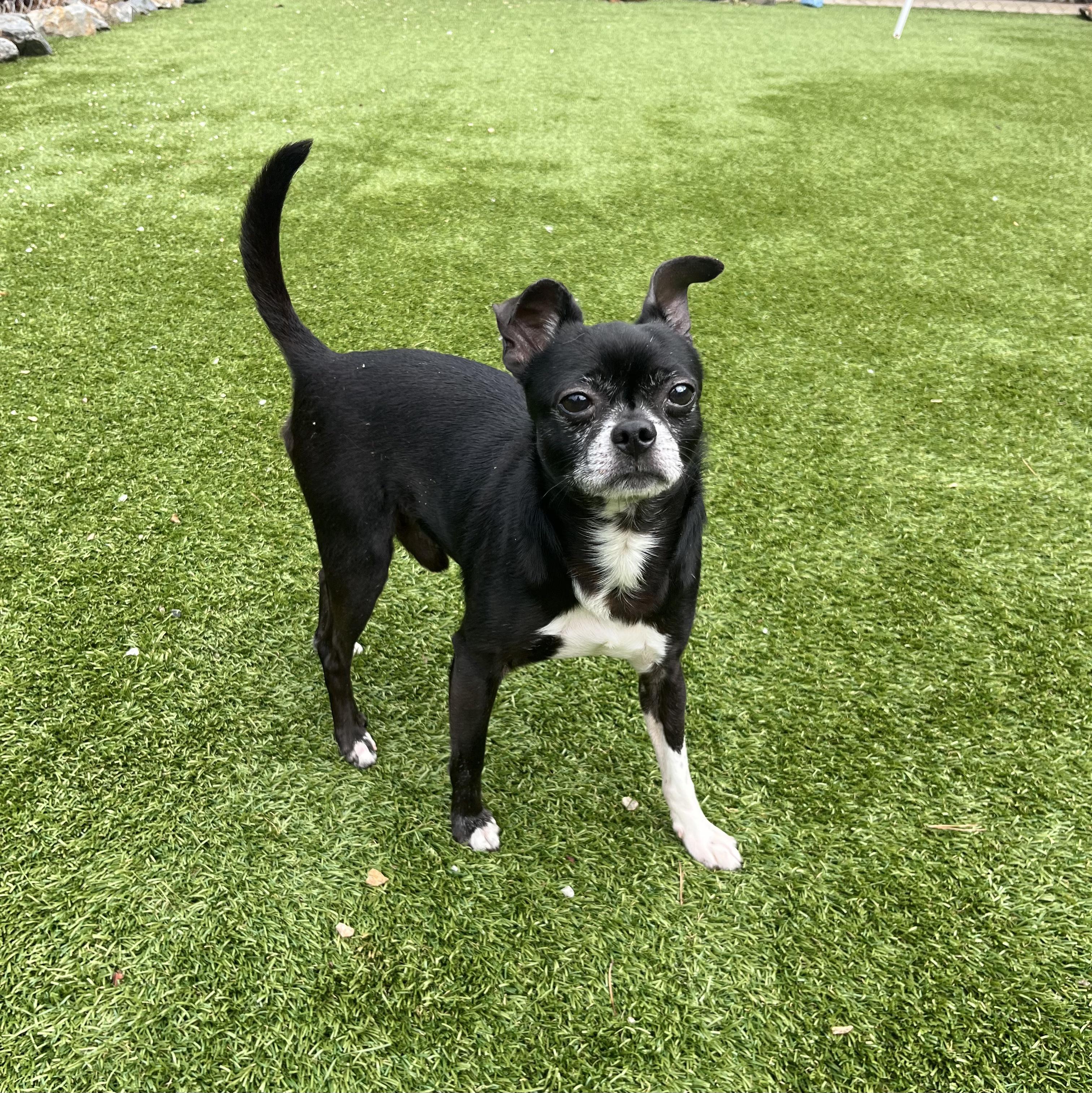 Bullet, Adoptable, Adult Male Boston Terrier & Chihuahua.