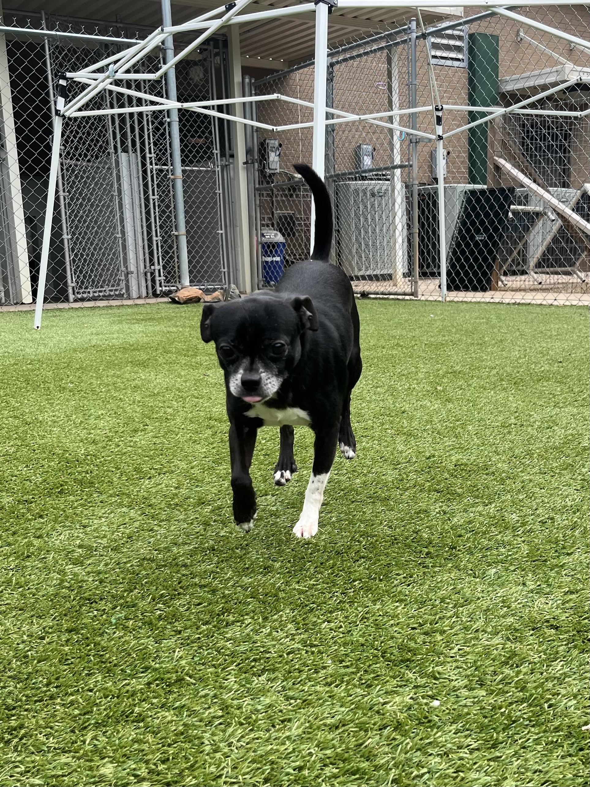 Enlarge Bullet, a Adoptable mixed breed in Salisbury, NC image 4/5