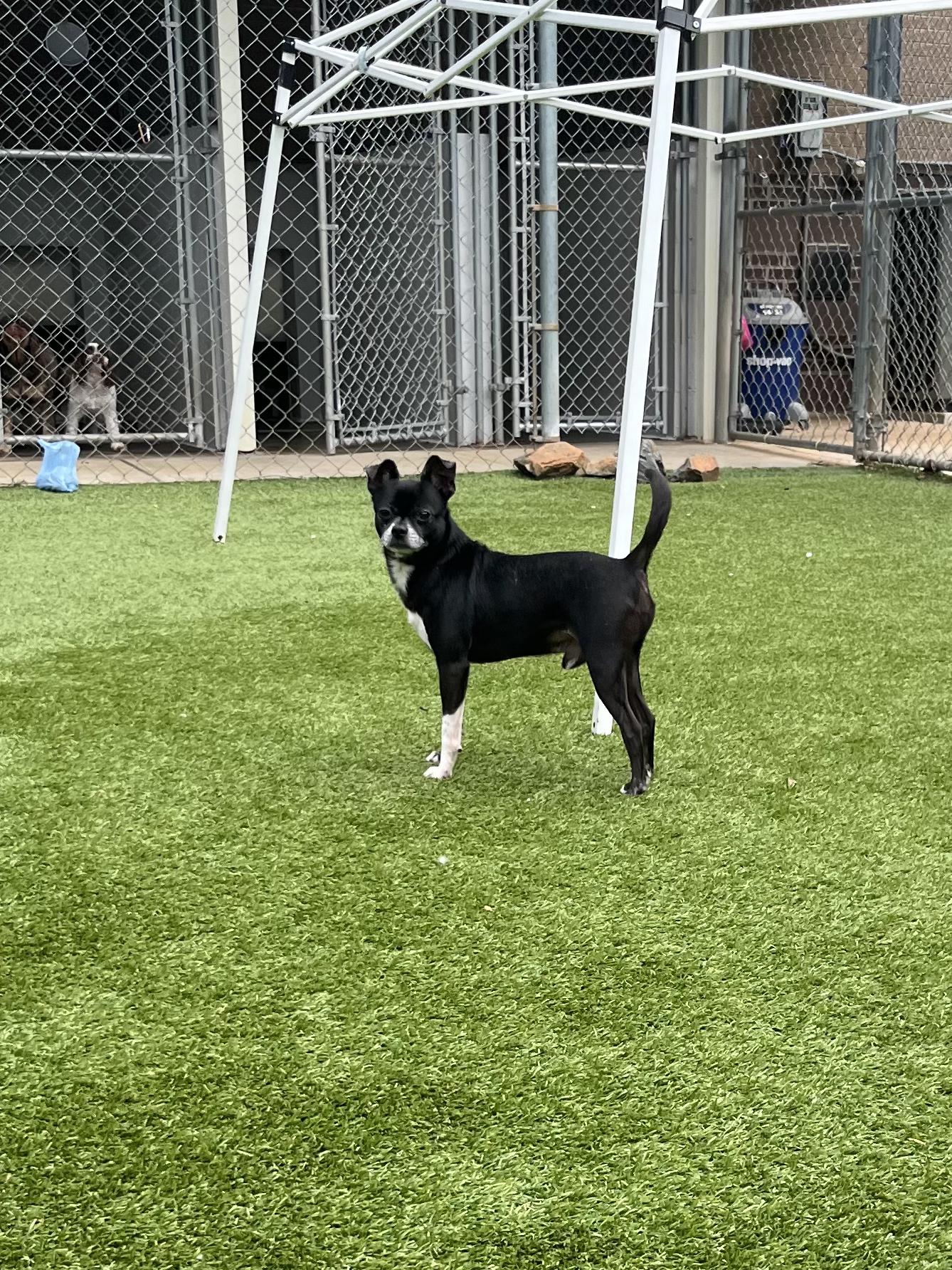 Enlarge Bullet, a Adoptable mixed breed in Salisbury, NC image 3/5