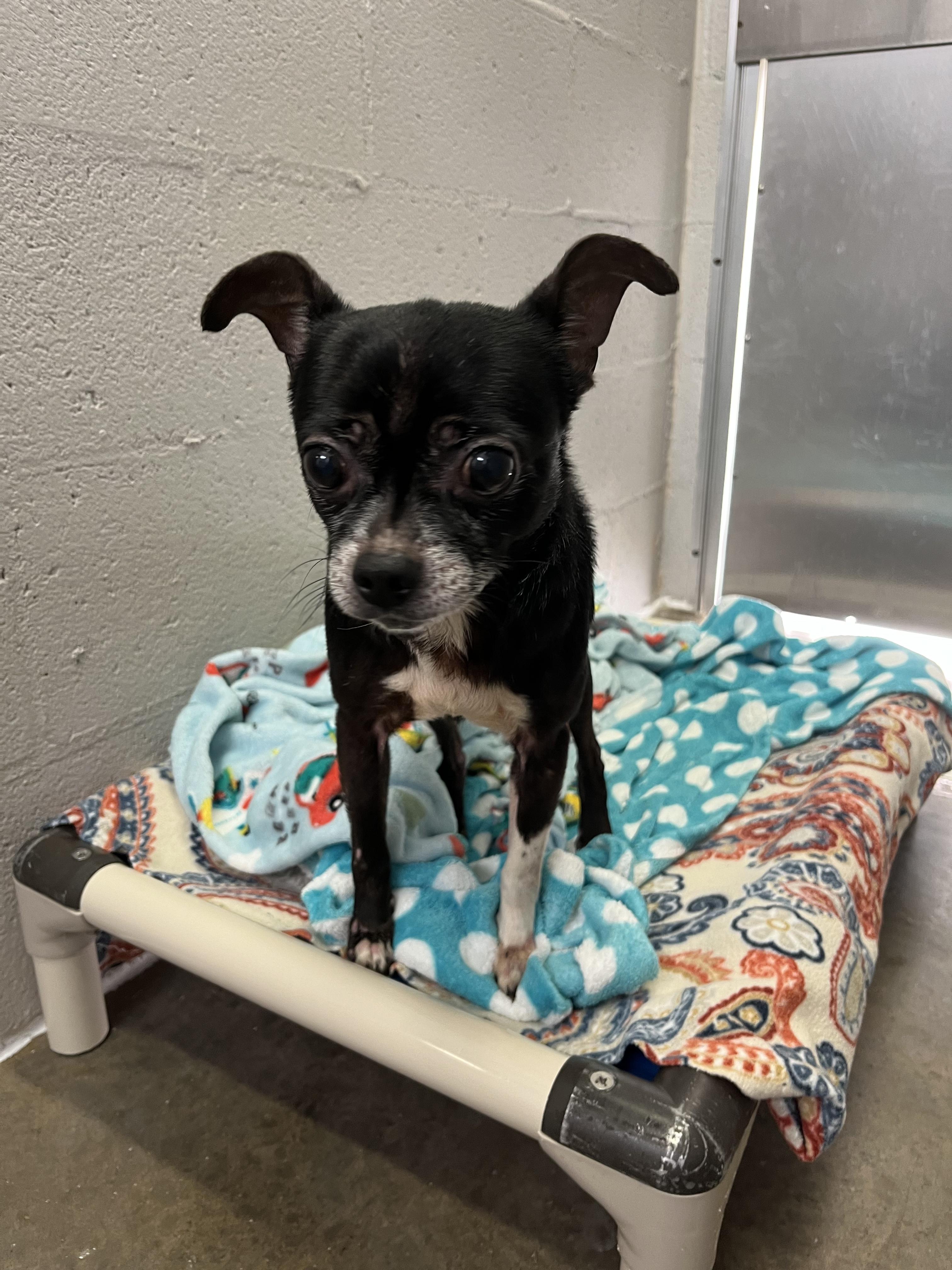 Enlarge Bullet, a Adoptable mixed breed in Salisbury, NC image 2/5