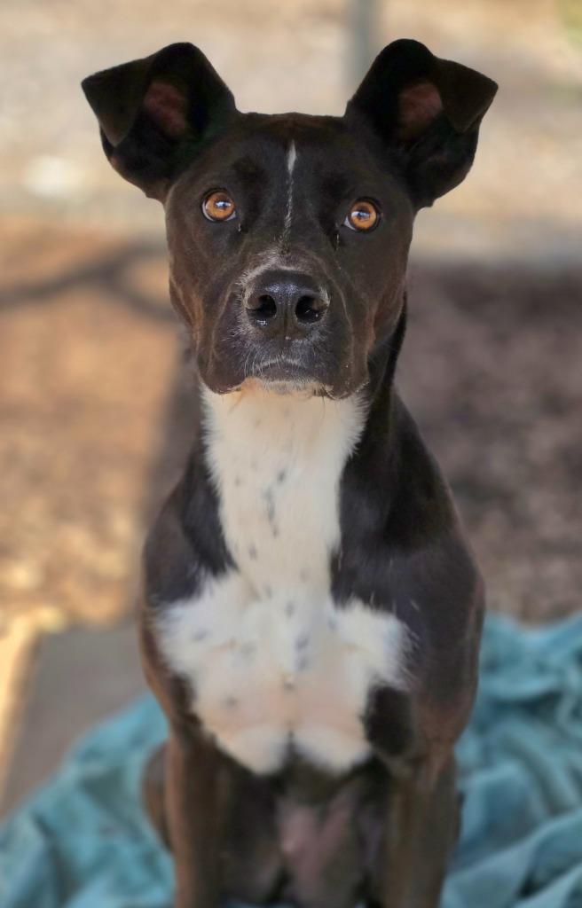 Gouda / Louise, Adopted, Young Female Australian Cattle Dog / Blue Heeler & Hound.