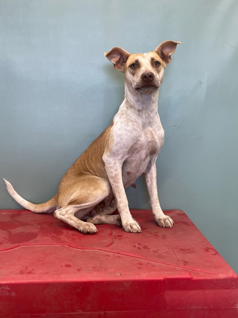 Enlarge Gigi , a Adoptable mixed breed in Phoenix, AZ image 1/8