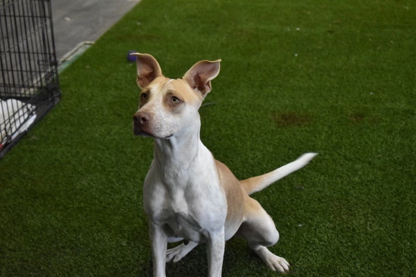 Enlarge Gigi , a Adoptable mixed breed in Phoenix, AZ image 2/8