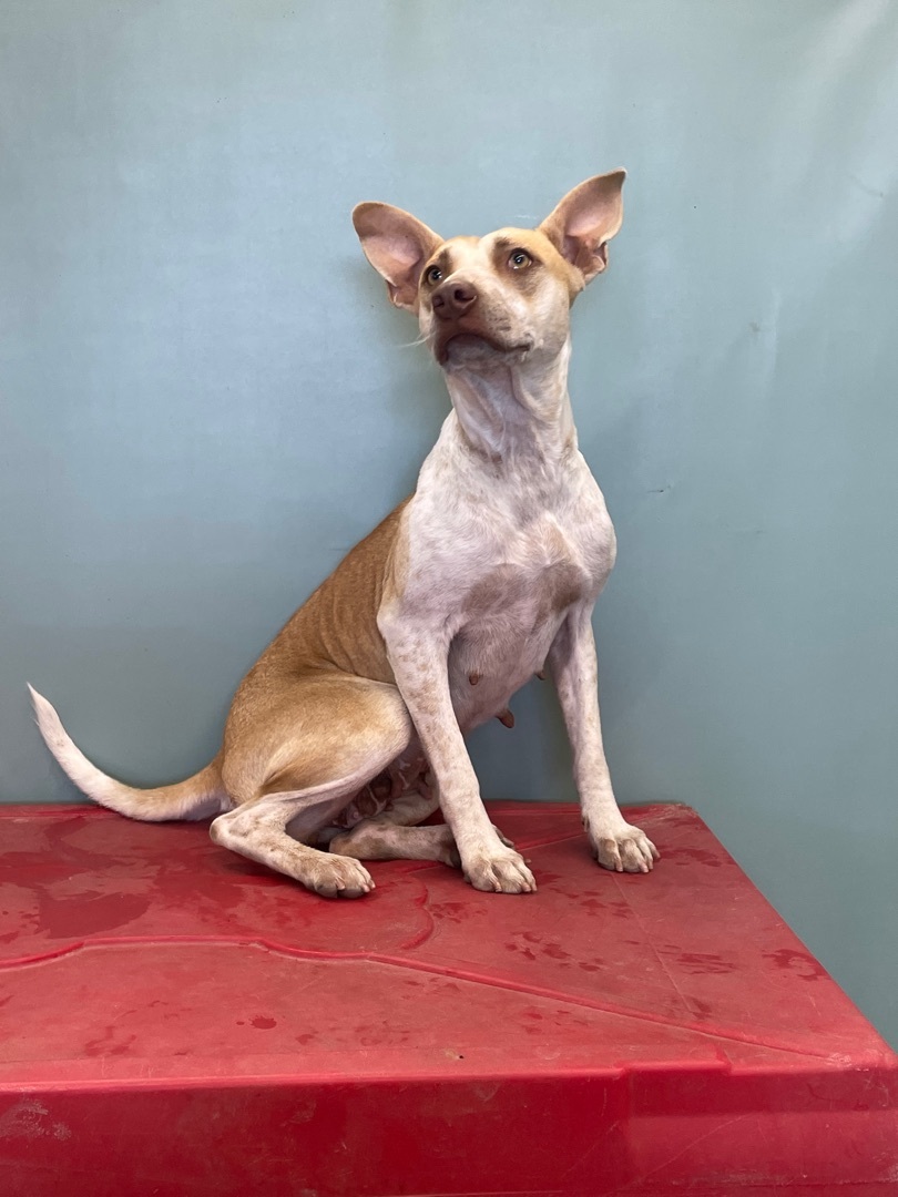 Enlarge Gigi , a Adoptable mixed breed in Phoenix, AZ image 3/8