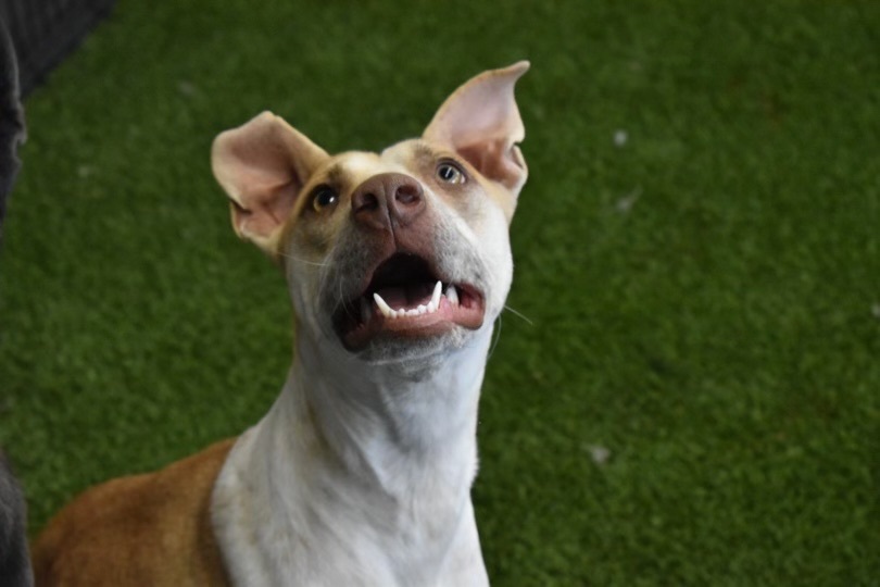 Enlarge Gigi , a Adoptable mixed breed in Phoenix, AZ image 4/8