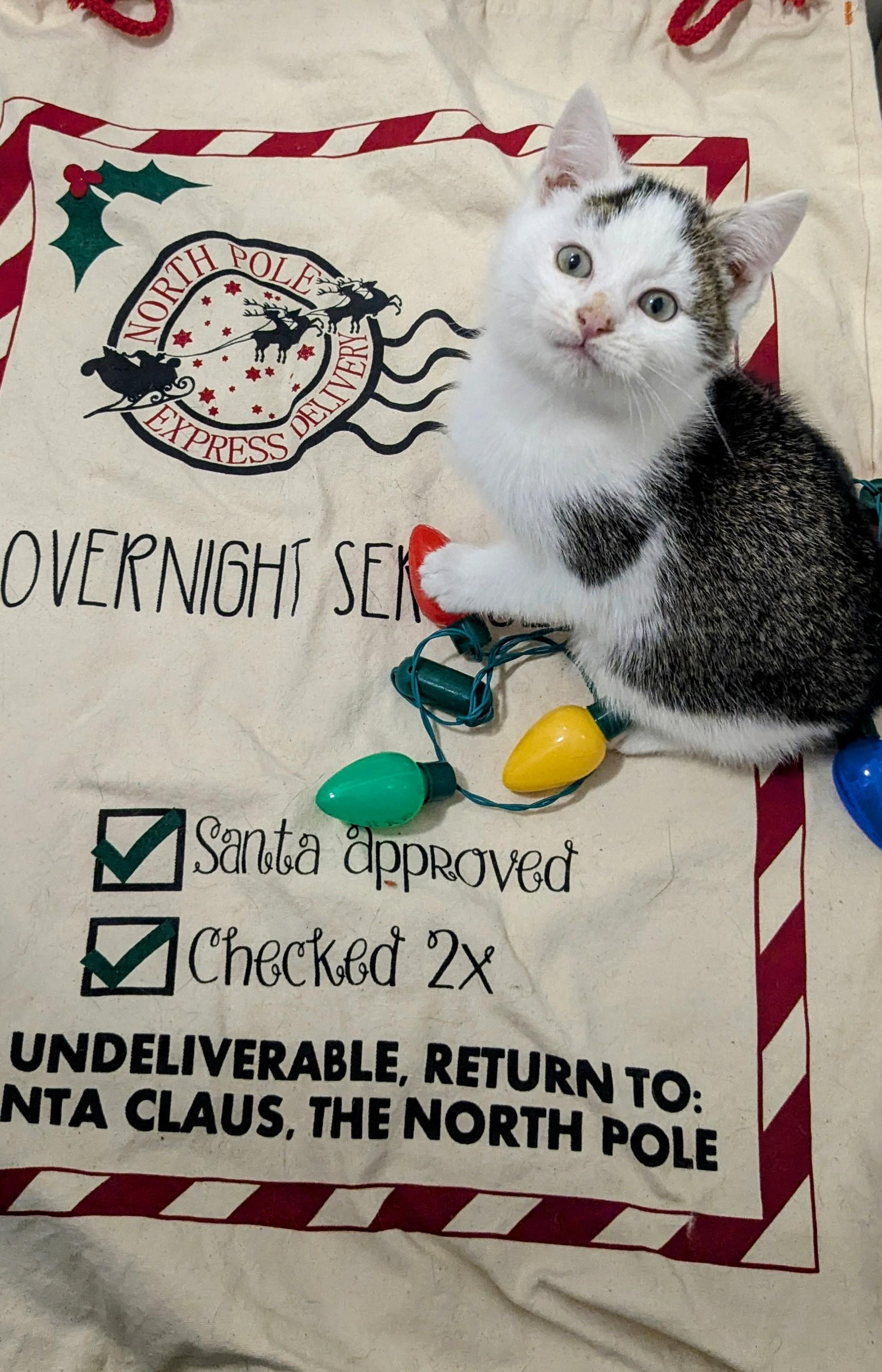 Enlarge Chocolate Chip, an adopted Domestic Short Hair in Chesapeake Beach, MD image 1/4