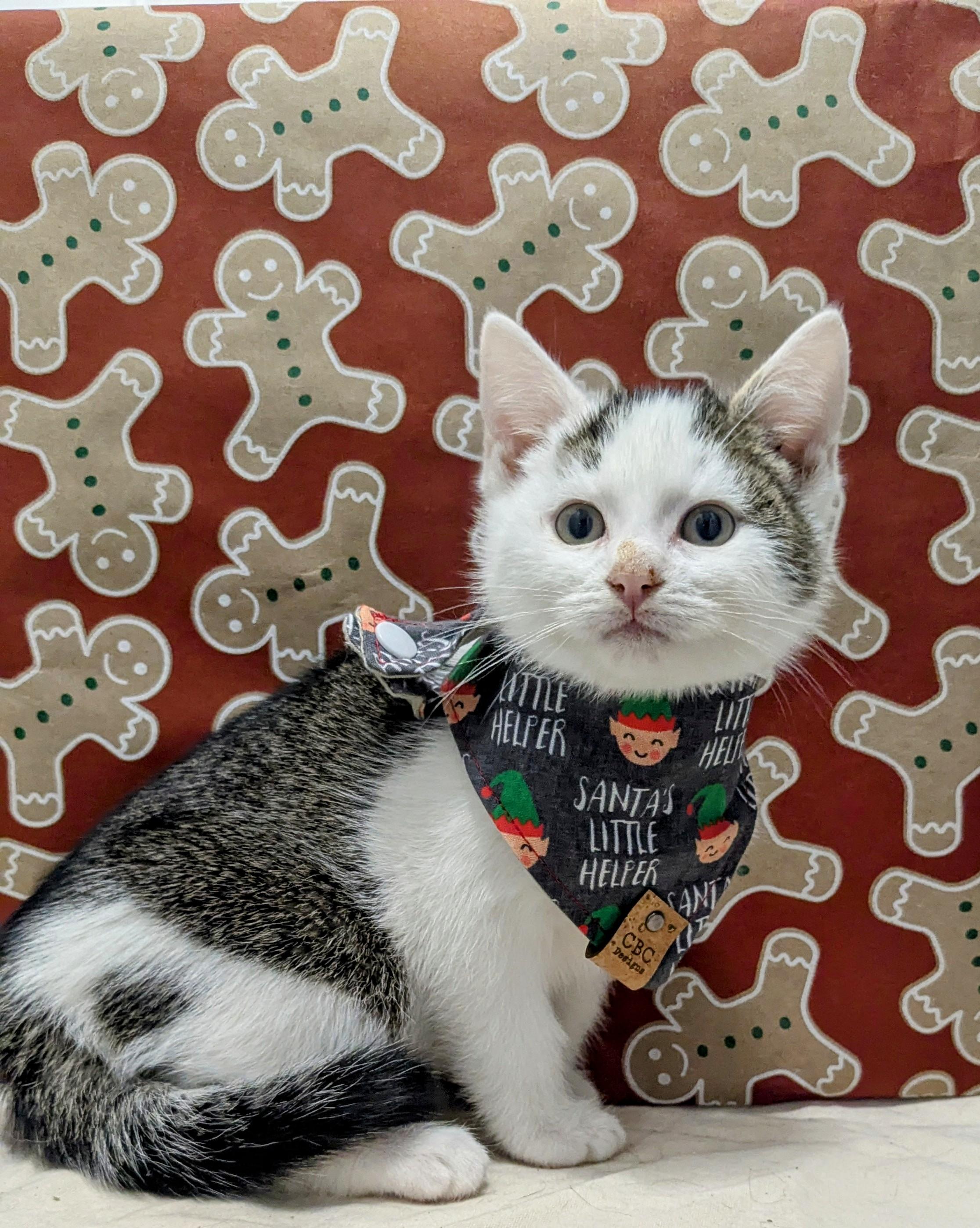 Enlarge Chocolate Chip, an adopted Domestic Short Hair in Chesapeake Beach, MD image 2/4