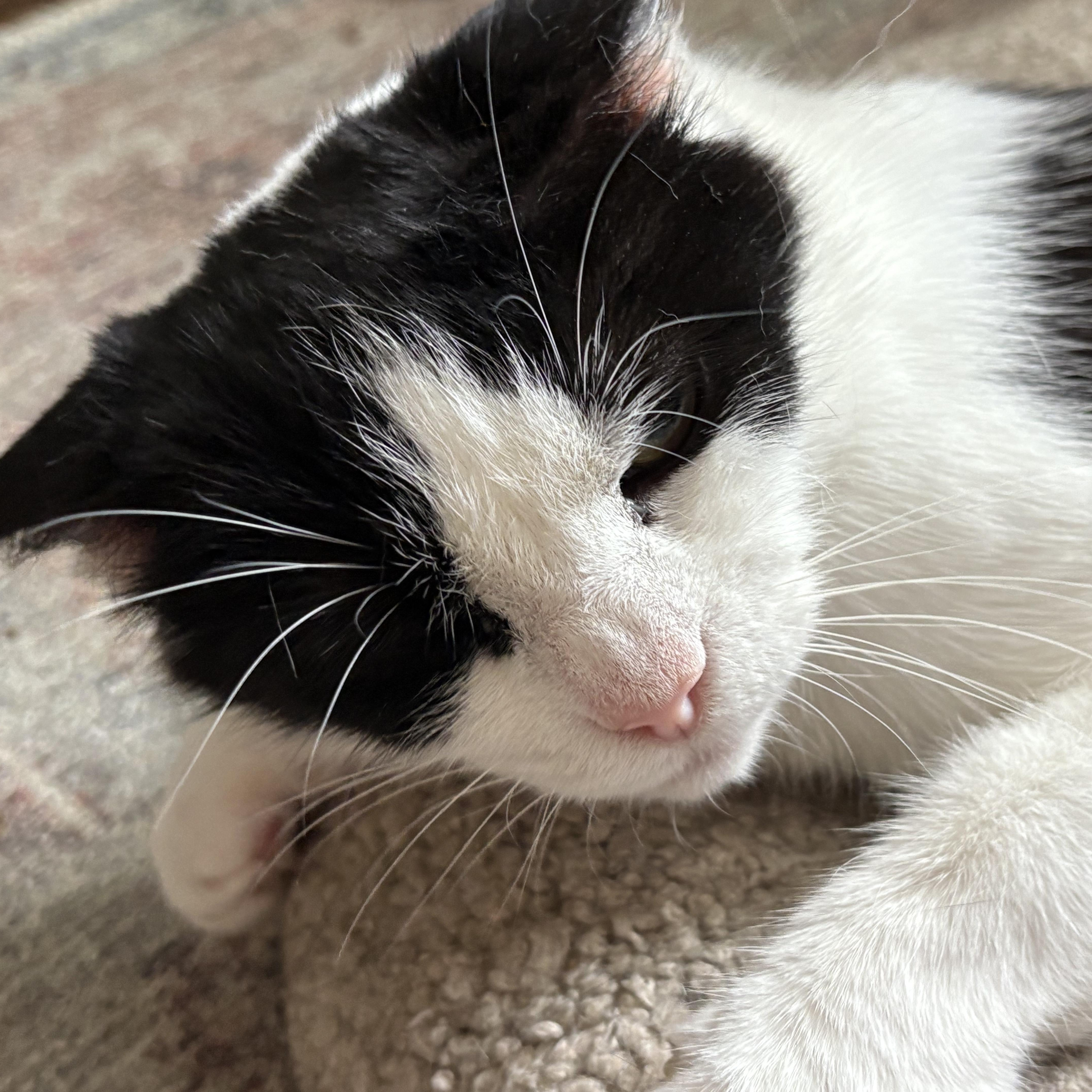 Abigail (Abby), a Adoptable Domestic Short Hair in Columbus, OH image 5/6