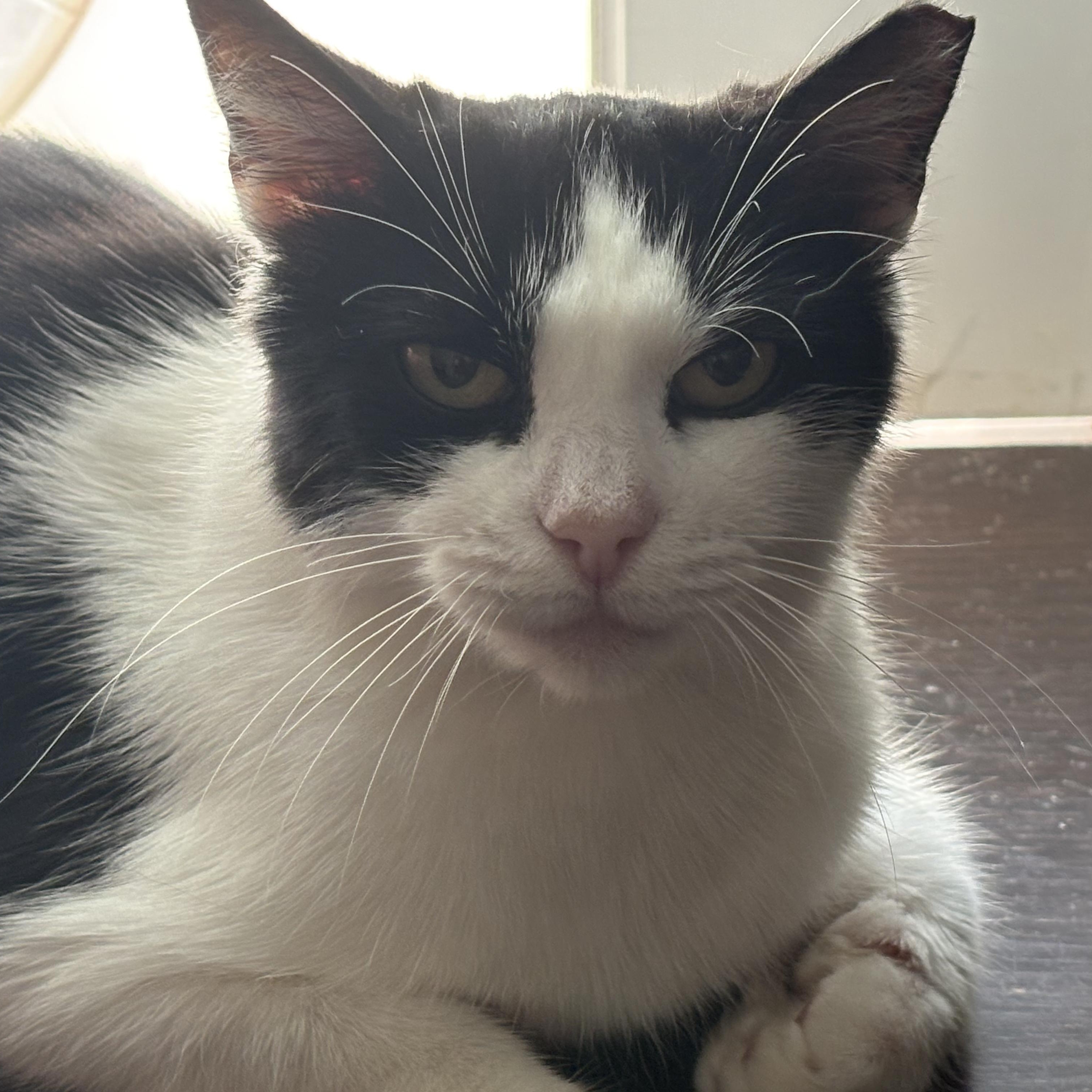 Abigail (Abby), Adoptable, Young Female Domestic Short Hair.