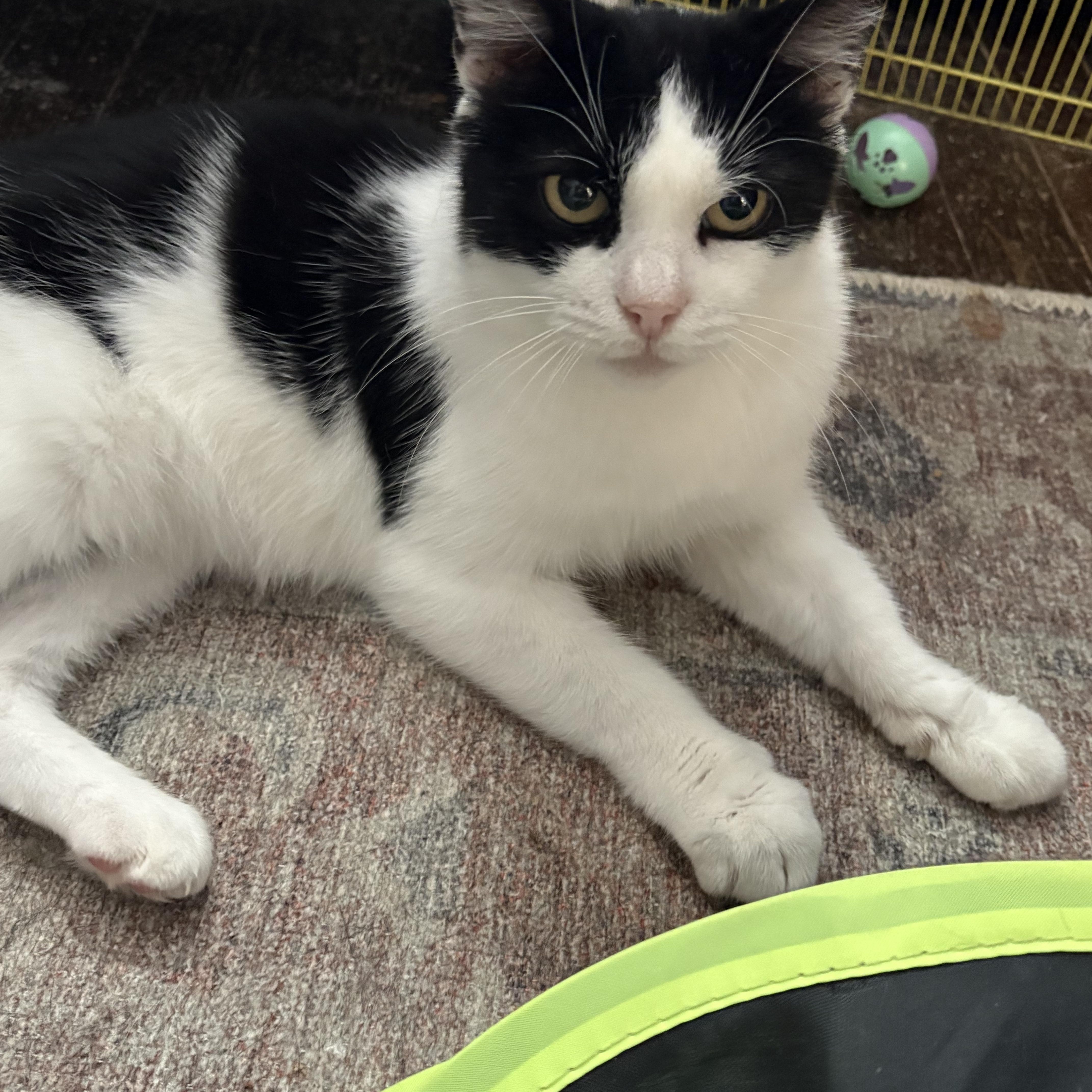 Abigail (Abby), Adoptable, Young Female Domestic Short Hair.