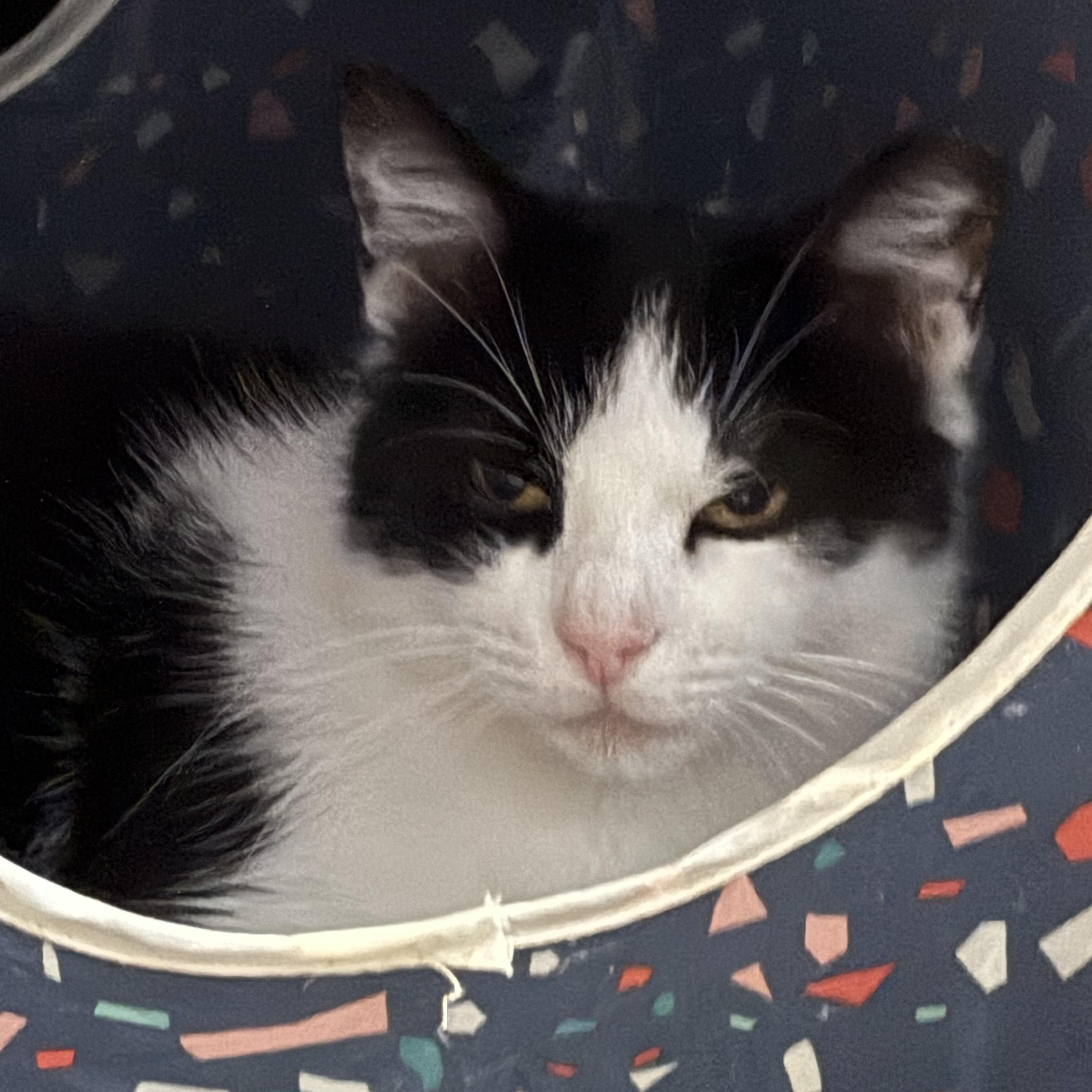 Abigail (Abby), a Adoptable Domestic Short Hair in Columbus, OH image 2/6