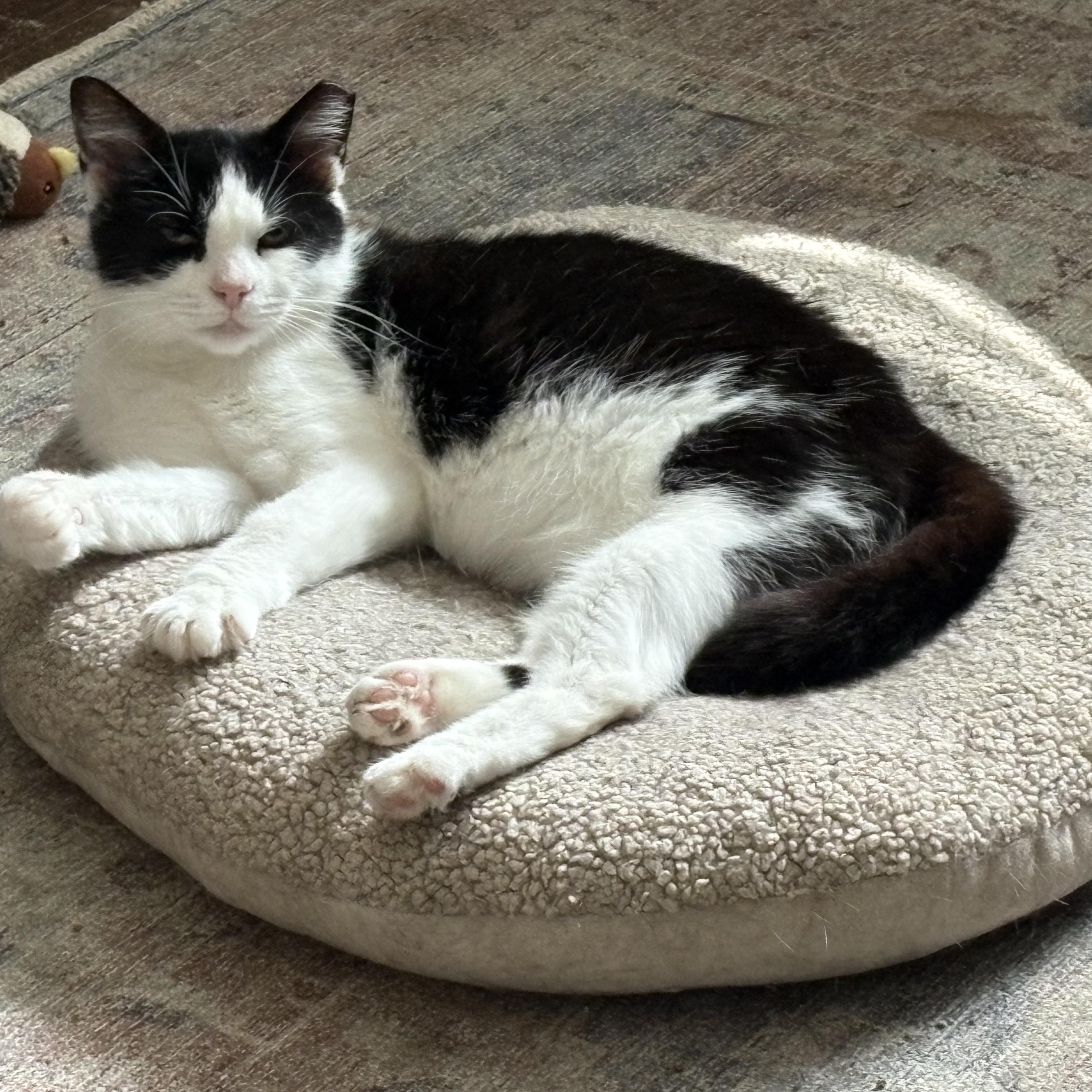 Abigail (Abby), a Adoptable Domestic Short Hair in Columbus, OH image 3/6