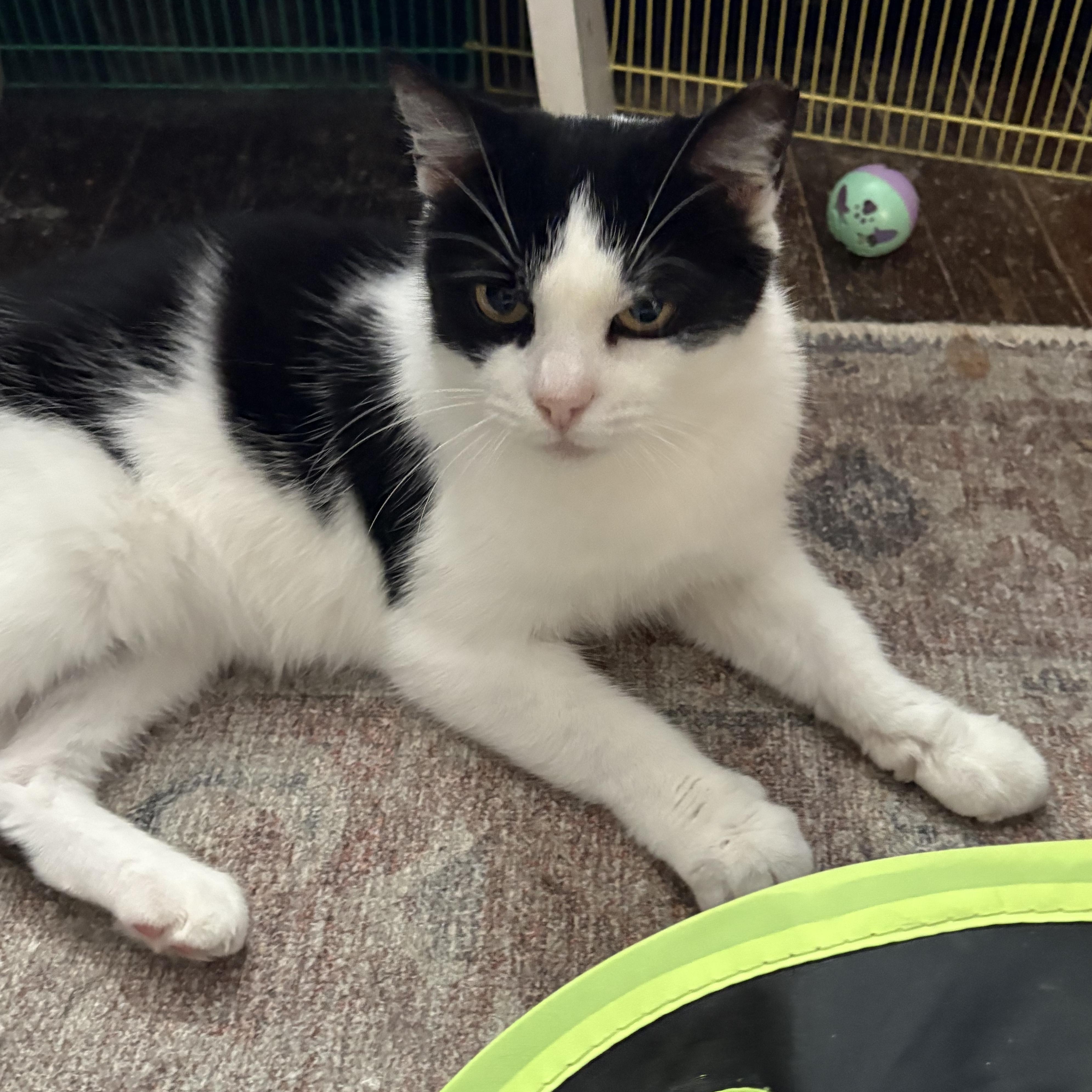 Abigail (Abby), a Adoptable Domestic Short Hair in Columbus, OH image 6/6