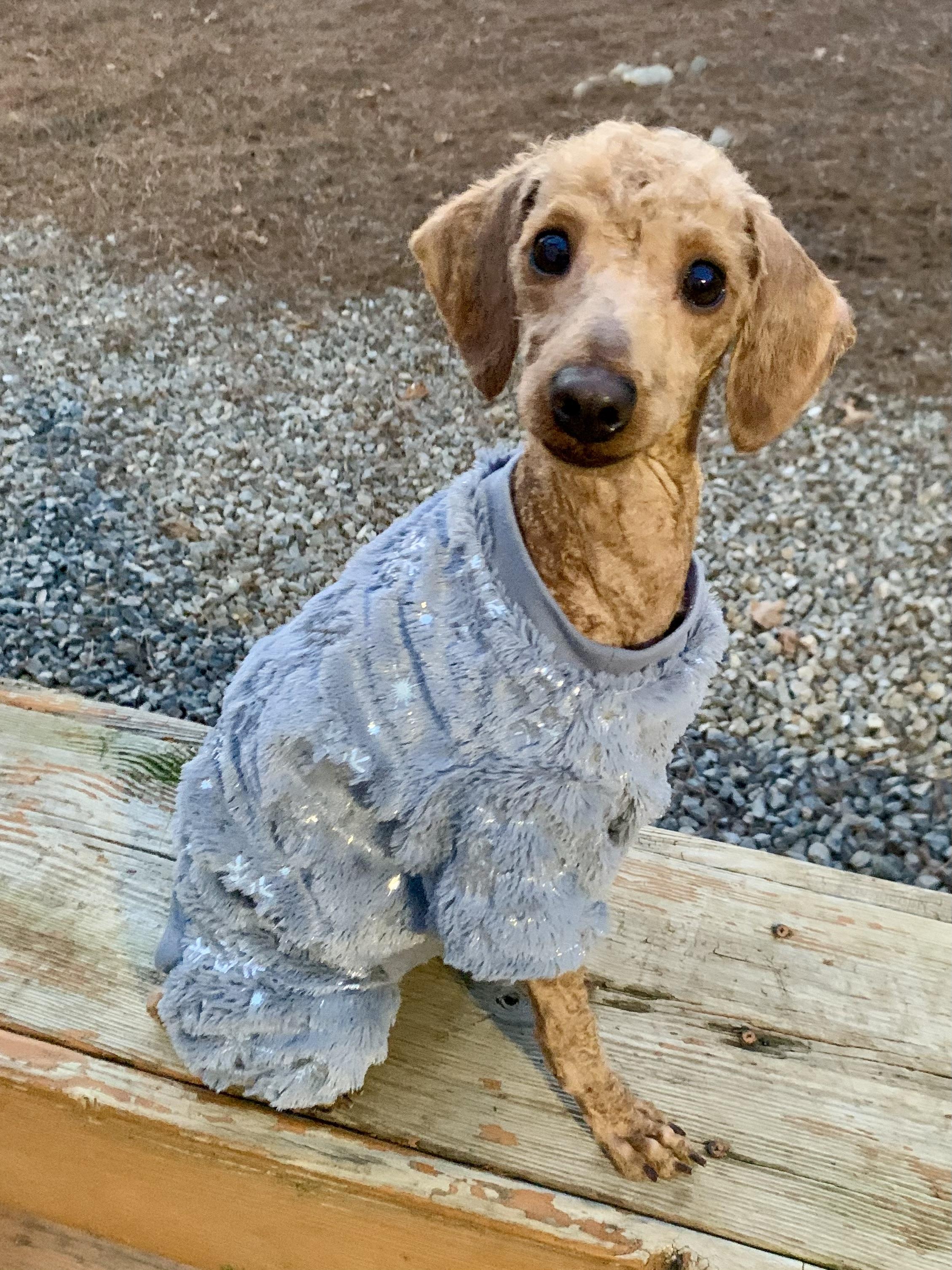 Lynn, adopted, Adult Female Poodle.