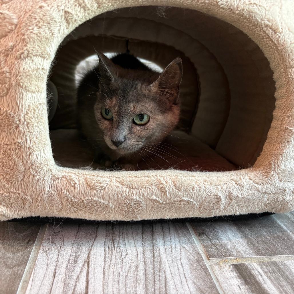 Moony, Adoptable, Adult Female Domestic Short Hair.