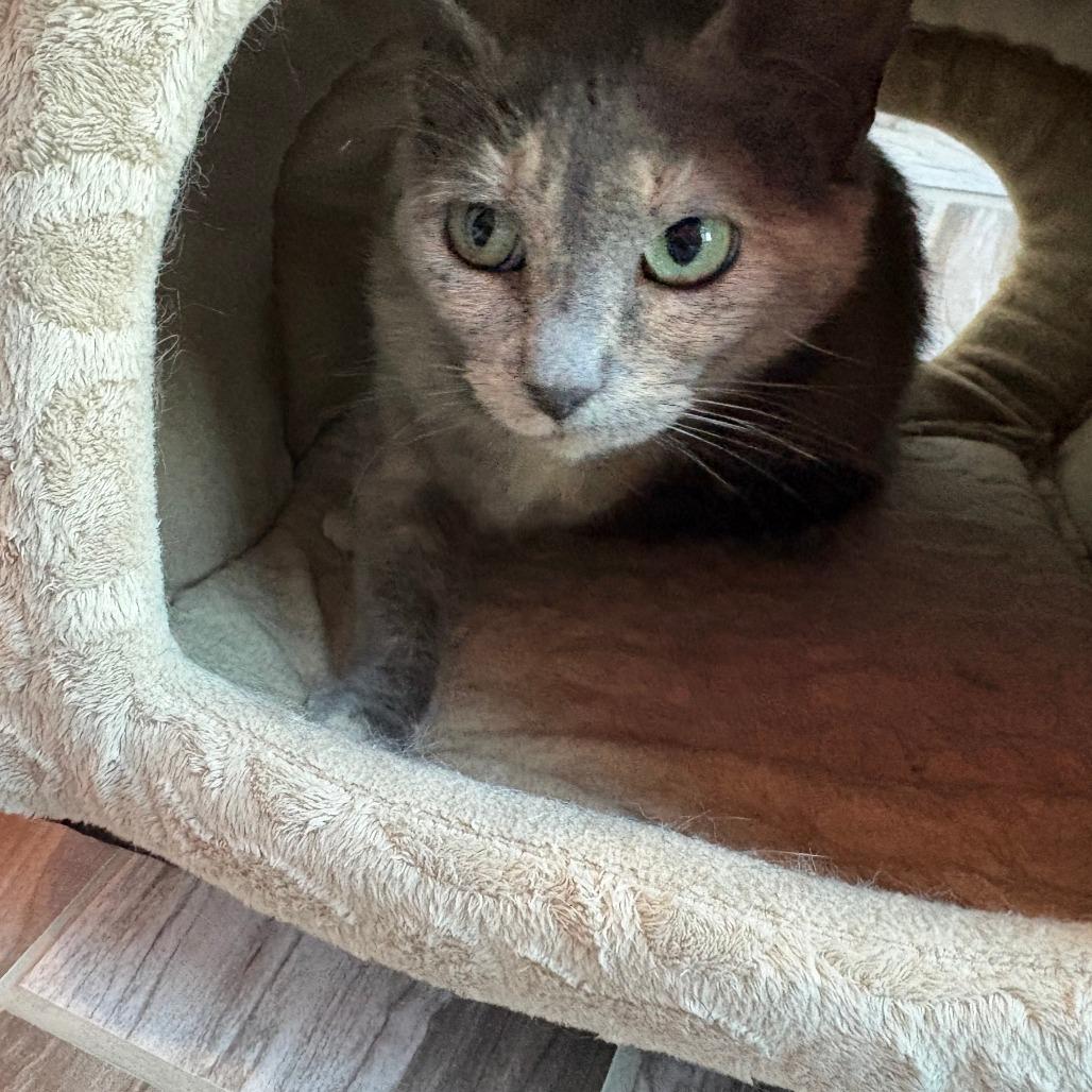 Moony, a Adoptable Domestic Short Hair in West Des Moines, IA image 2/4
