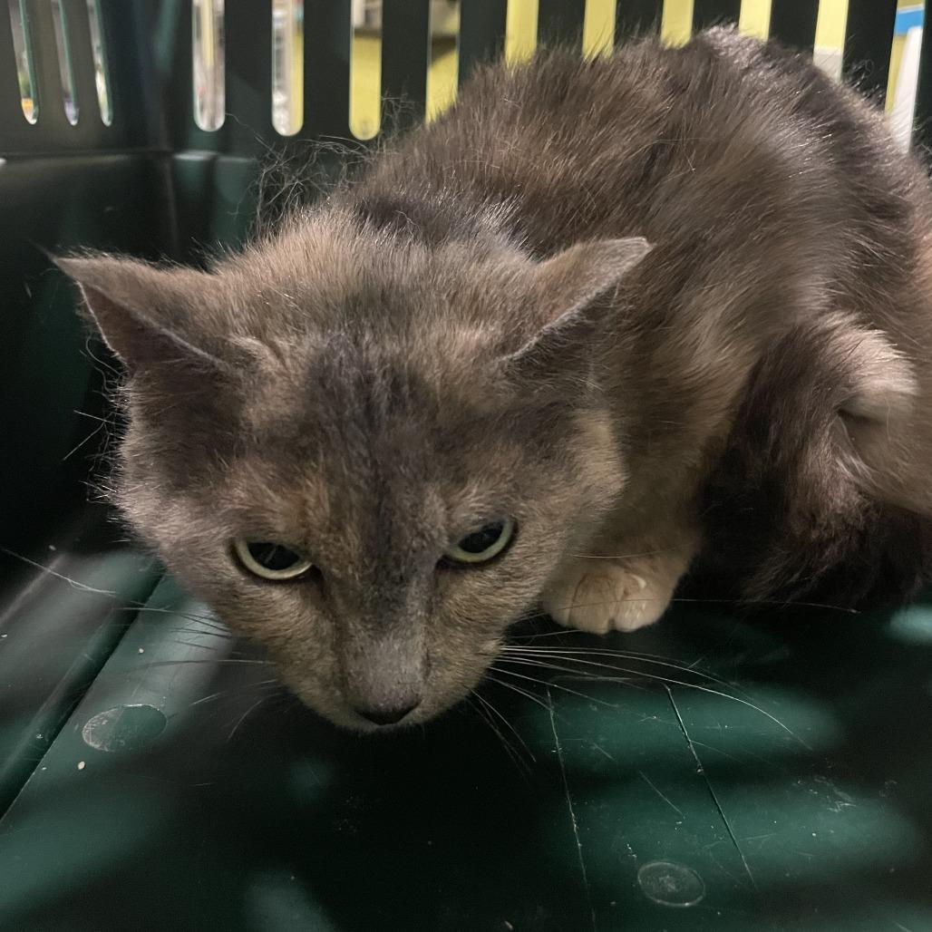 Moony, a Adoptable Domestic Short Hair in West Des Moines, IA image 3/4