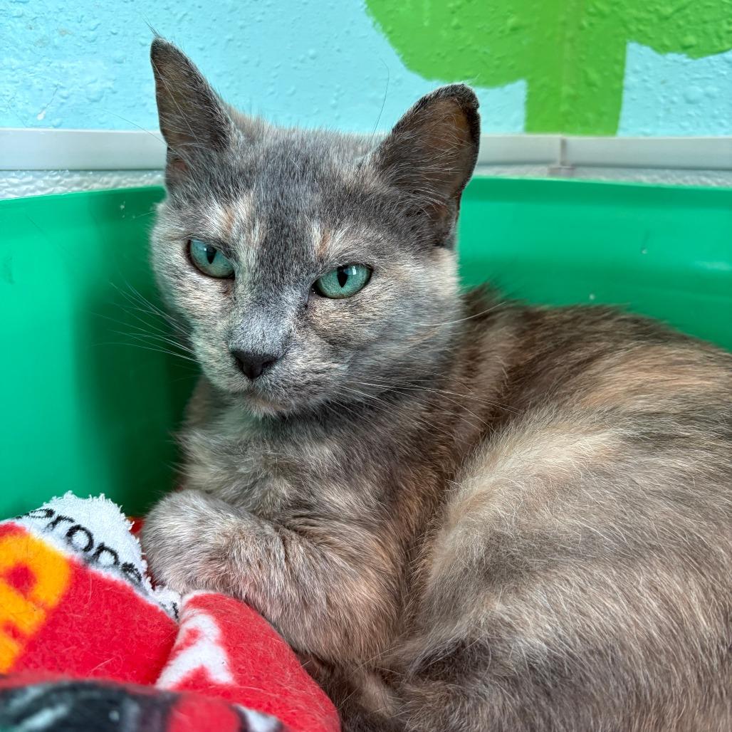 Moony, a Adoptable Domestic Short Hair in West Des Moines, IA image 4/4