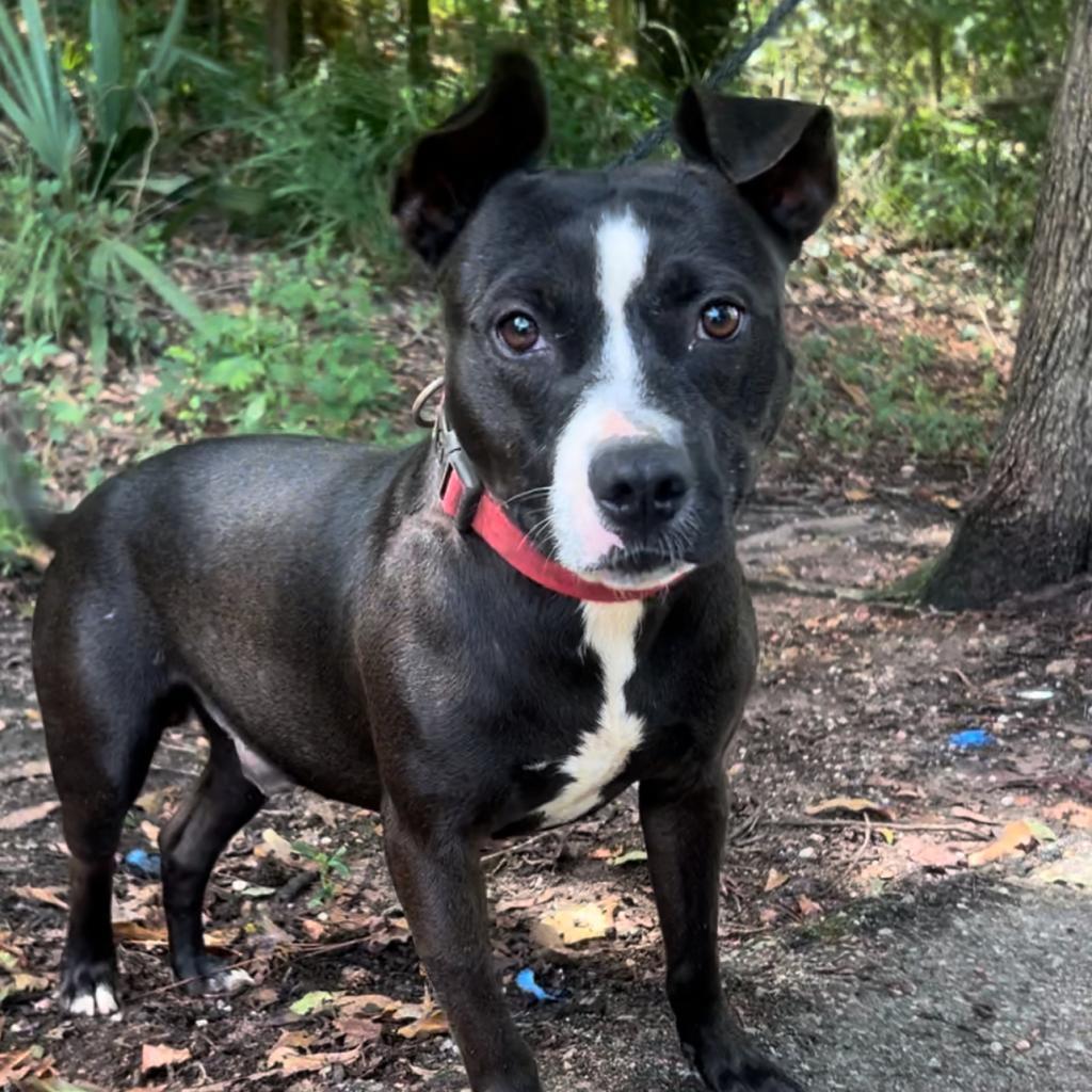 Enlarge Daytin, a Adoptable Mixed Breed in Monroeville, AL image 1/2