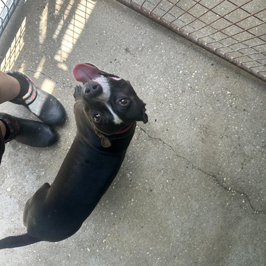 Enlarge Daytin, a Adoptable Mixed Breed in Monroeville, AL image 2/2