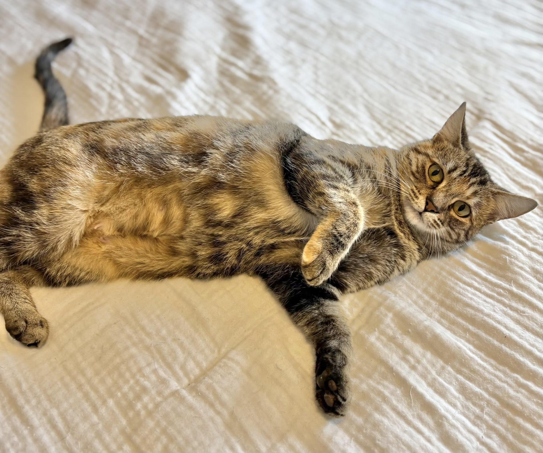 Penny, Adoptable, Young Female Tabby.