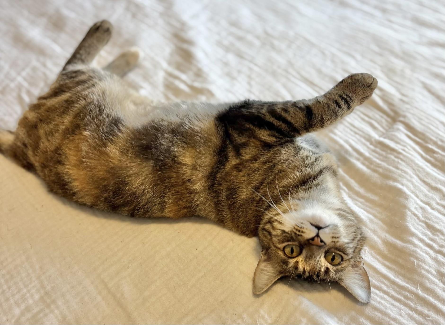 Enlarge Penny, a Adoptable Tabby in Rock Hill, SC image 2/2