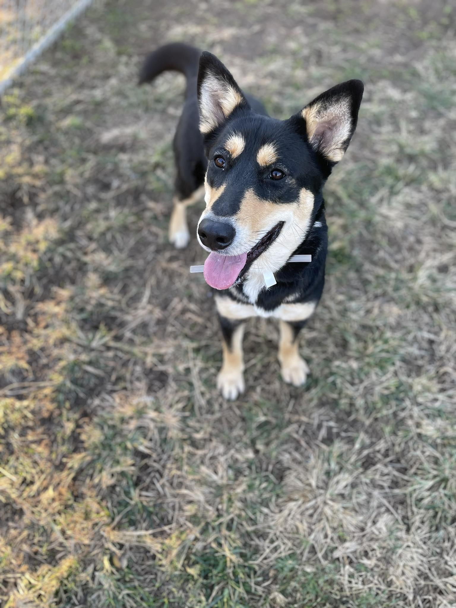 Enlarge Carmela - 1 1/2 YO Female Carolina Dog/Kelpie mix - dog friendly, spayed, friendly, a Adoptable mixed breed in Golden, CO image 5/6