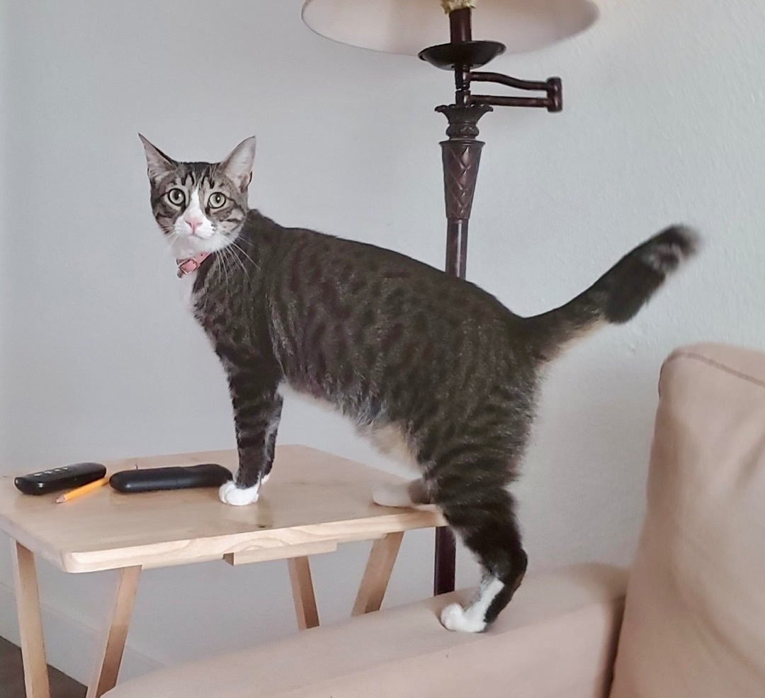 Daisy, Adoptable, Young Female Tabby & American Shorthair.