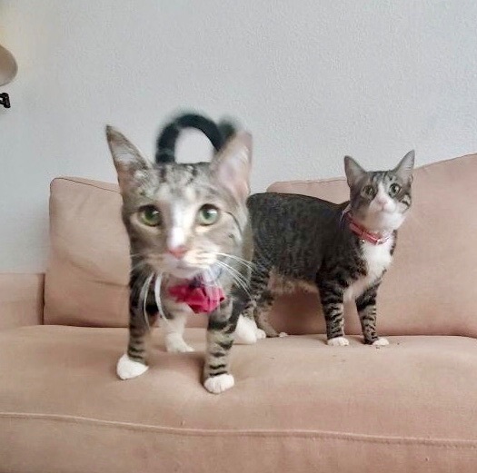 Daisy, a Adoptable mixed breed in Mission Viejo, CA image 2/4