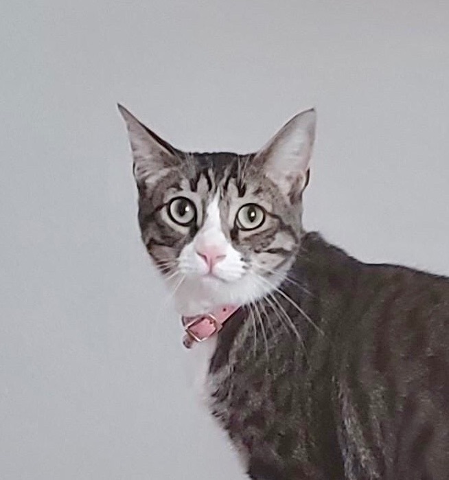 Daisy, a Adoptable mixed breed in Mission Viejo, CA image 3/4