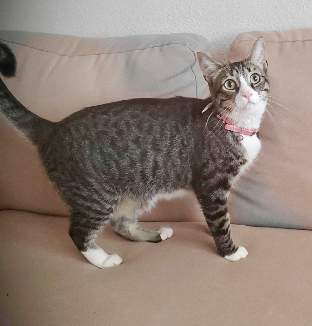 Daisy, a Adoptable mixed breed in Mission Viejo, CA image 4/4