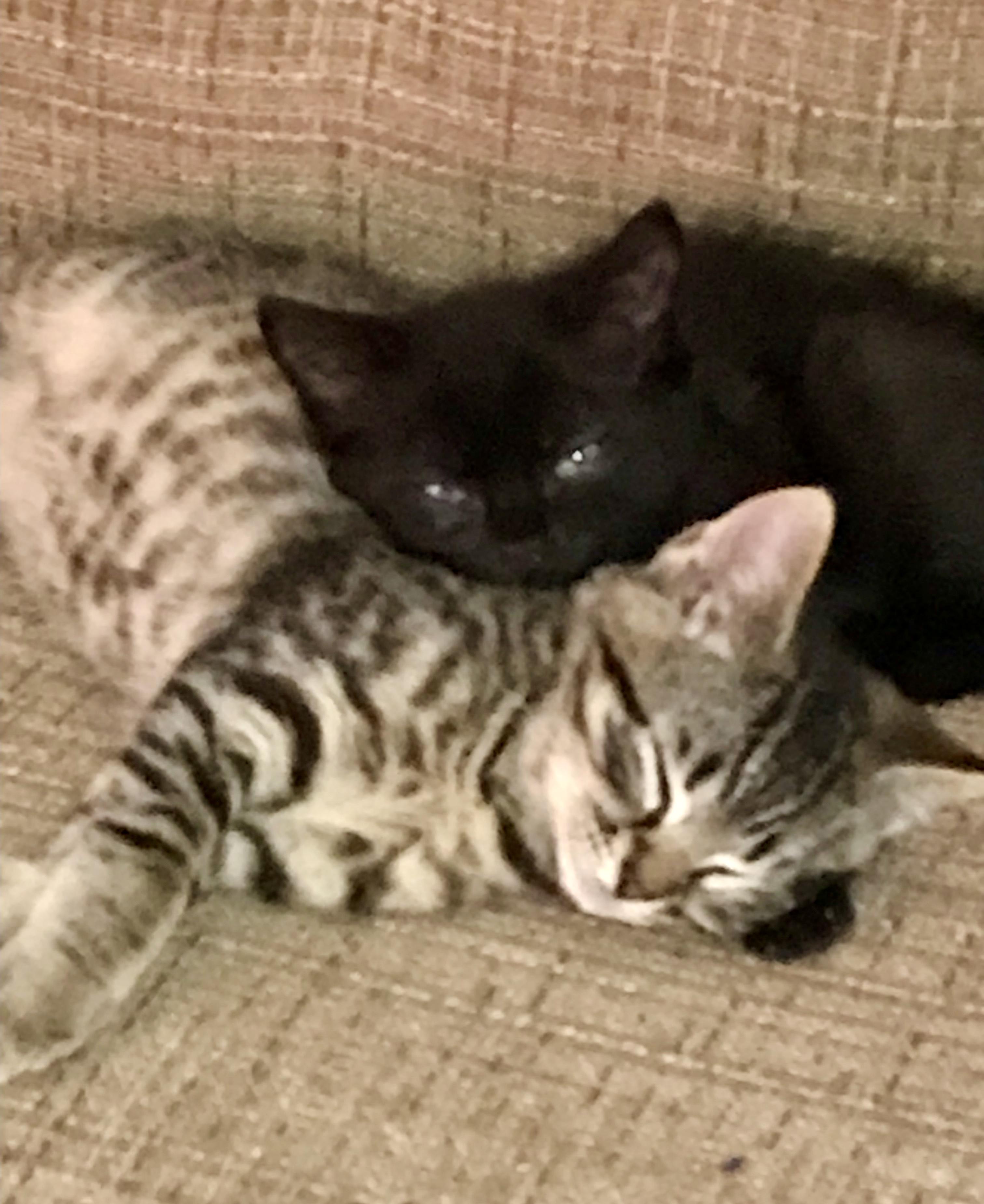 Pickle & Bean