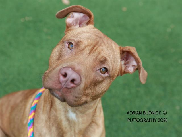 Enlarge Buck Rogers, a ADOPTABLE mixed breed in Nashville, TN image 1/1