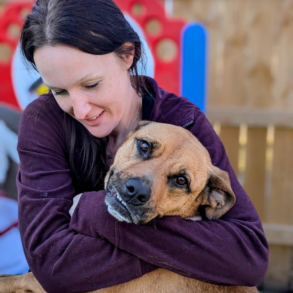 Ponyo, Adoptable, Adult Female Mixed Breed.