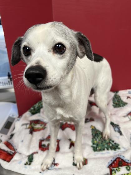 Enlarge Paxton, a Adoptable mixed breed in Houston, TX image 1/3