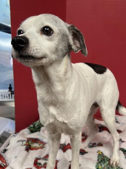 Enlarge Paxton, a Adoptable mixed breed in Houston, TX image 2/3