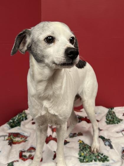 Enlarge Paxton, a Adoptable mixed breed in Houston, TX image 3/3