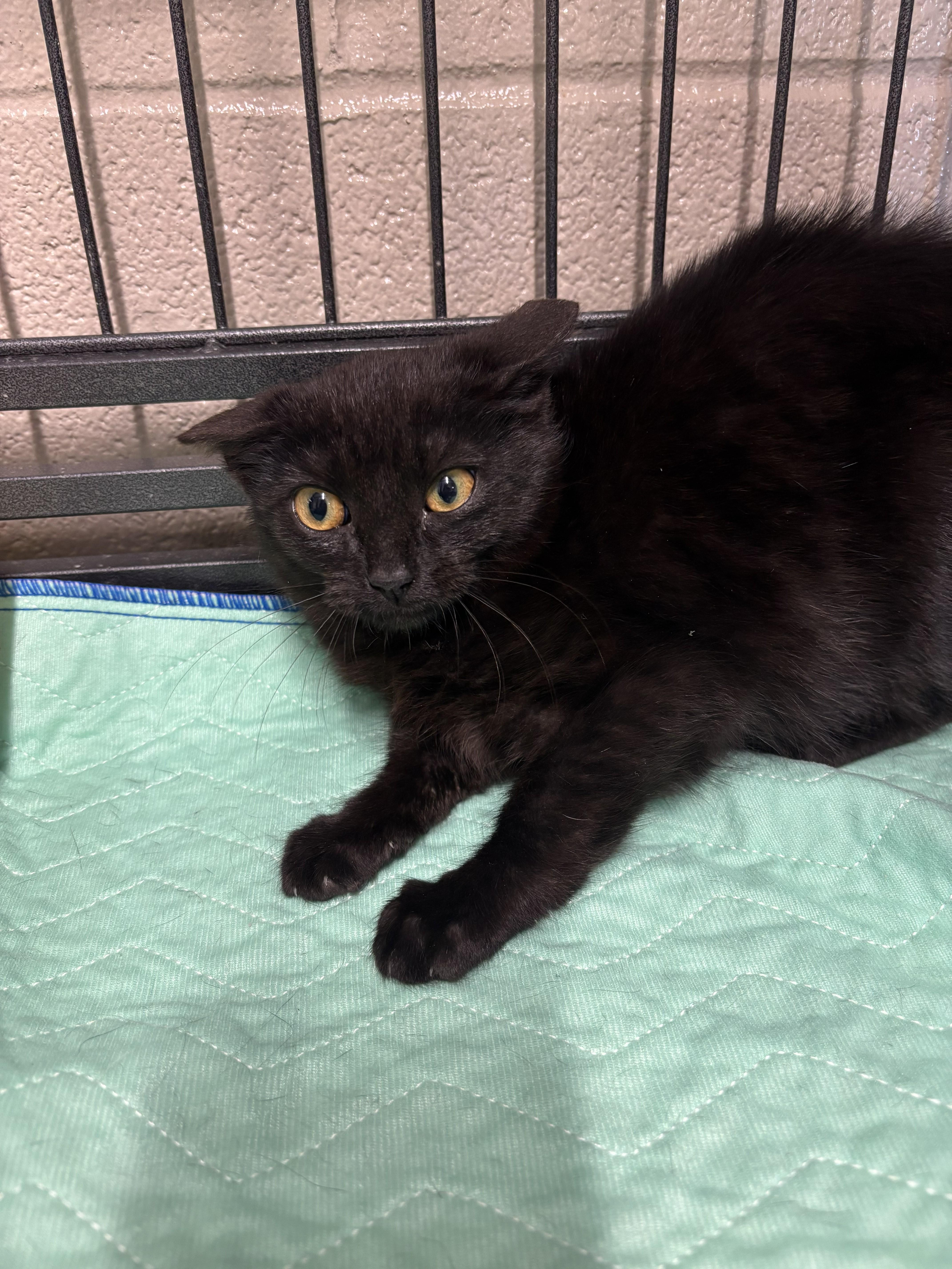Turtle, Adoptable, Young Female Domestic Medium Hair.