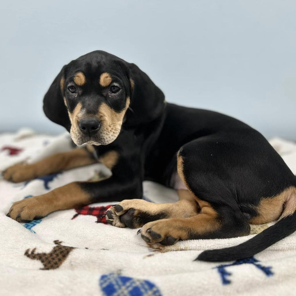 Enlarge Mira, a Adoptable mixed breed in Fort Smith, AR image 1/2