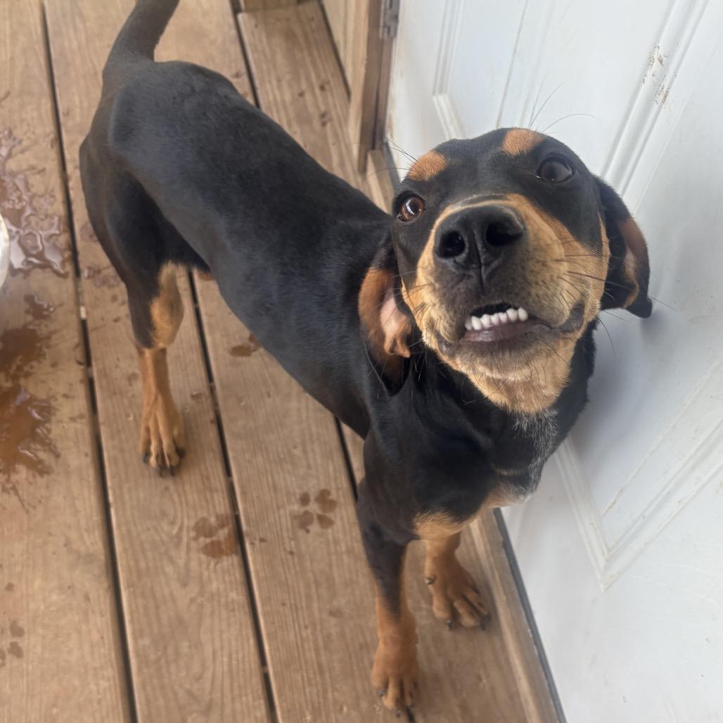 Mira, a Adoptable mixed breed in Fort Smith, AR image 2/3