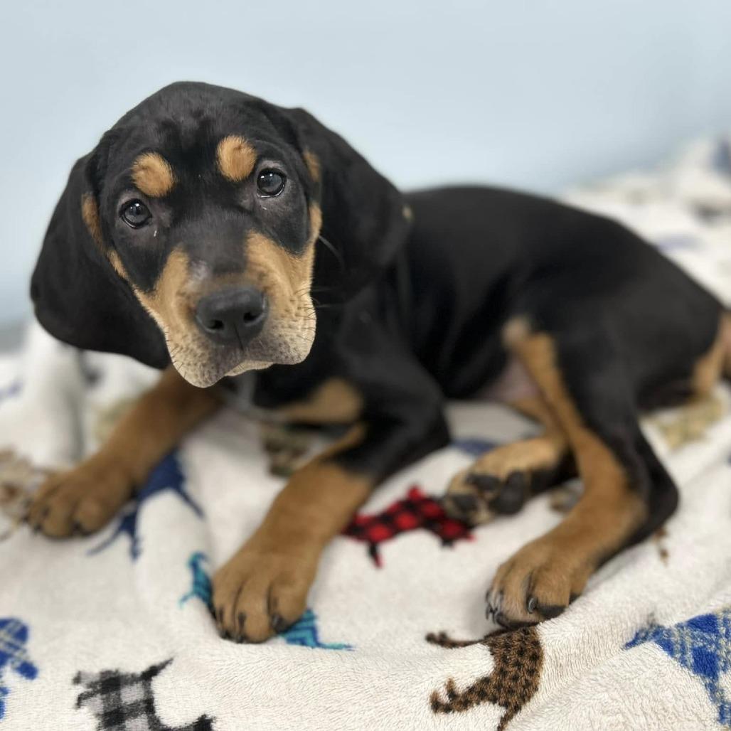 Mira, a Adoptable mixed breed in Fort Smith, AR image 3/3