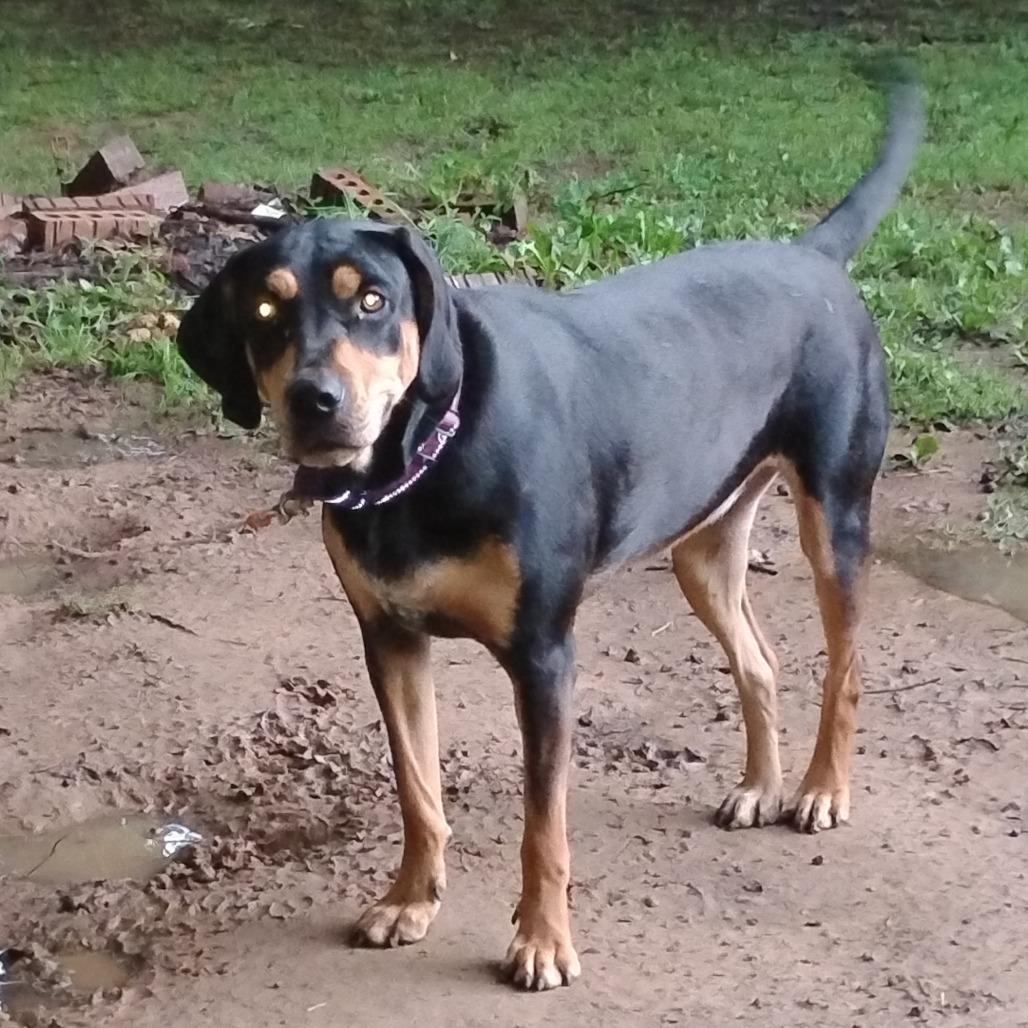 Enlarge Mira, a Adoptable mixed breed in Fort Smith, AR image 3/3