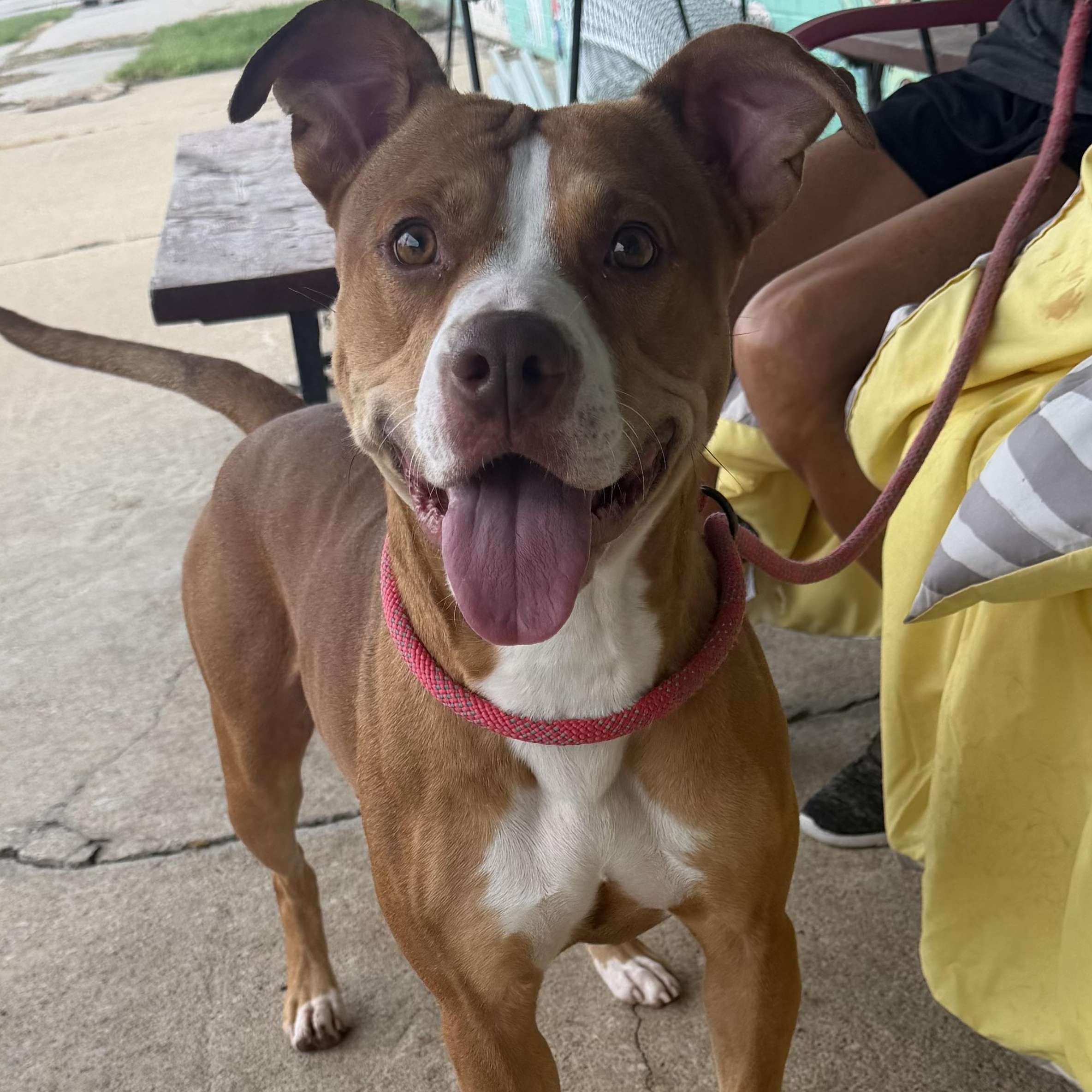 Bella, ADOPTABLE, Adult Female Pit Bull Terrier.