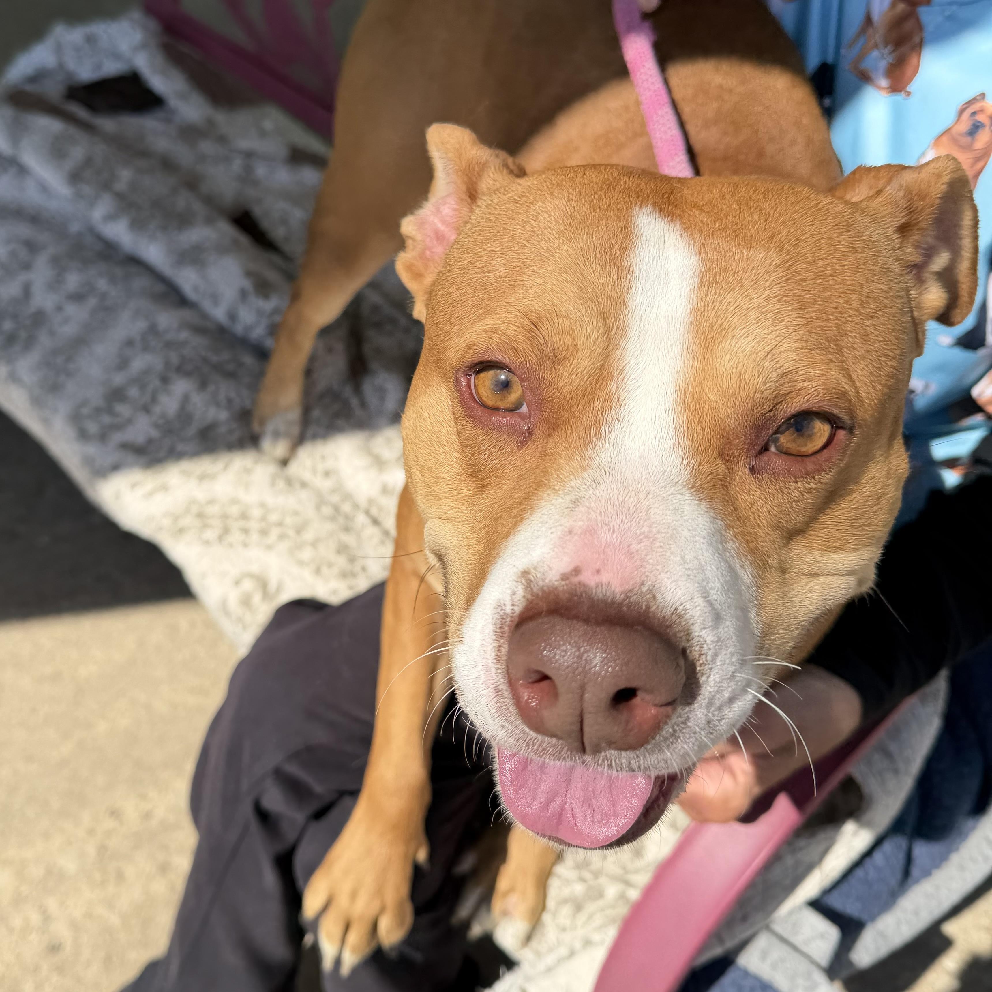 Bella, a ADOPTABLE mixed breed in Trenton, MO image 2/4