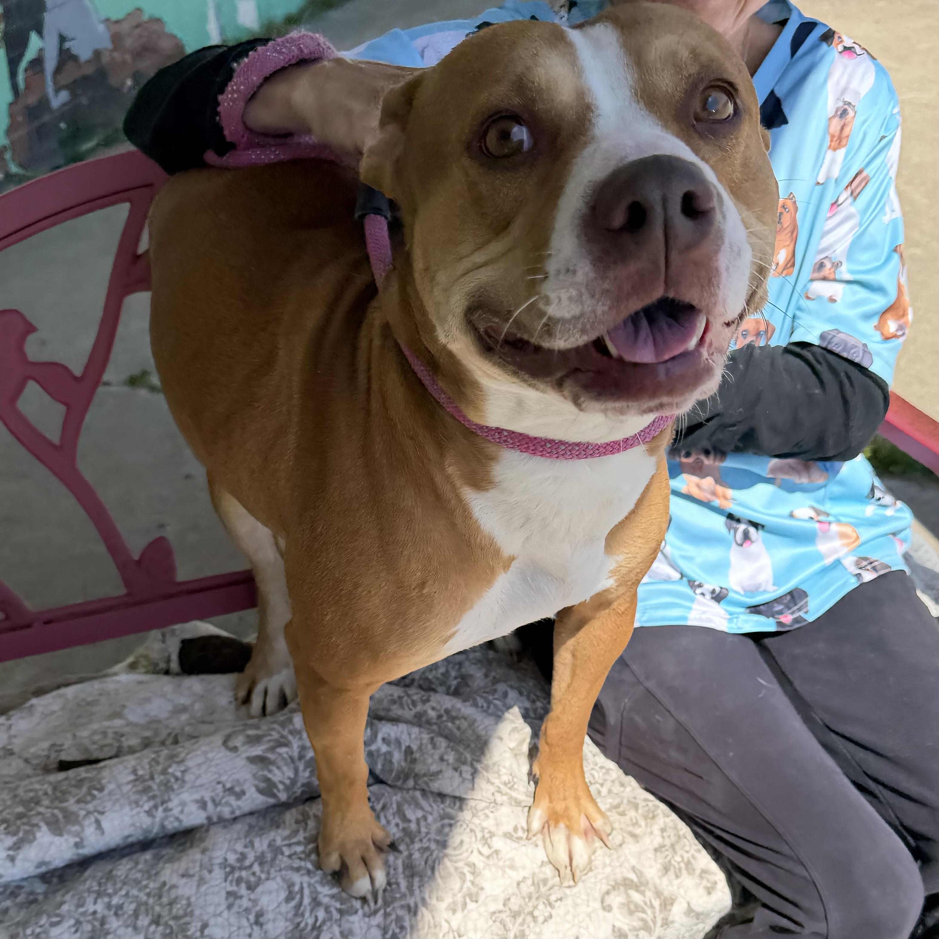 Bella, a ADOPTABLE mixed breed in Trenton, MO image 1/4