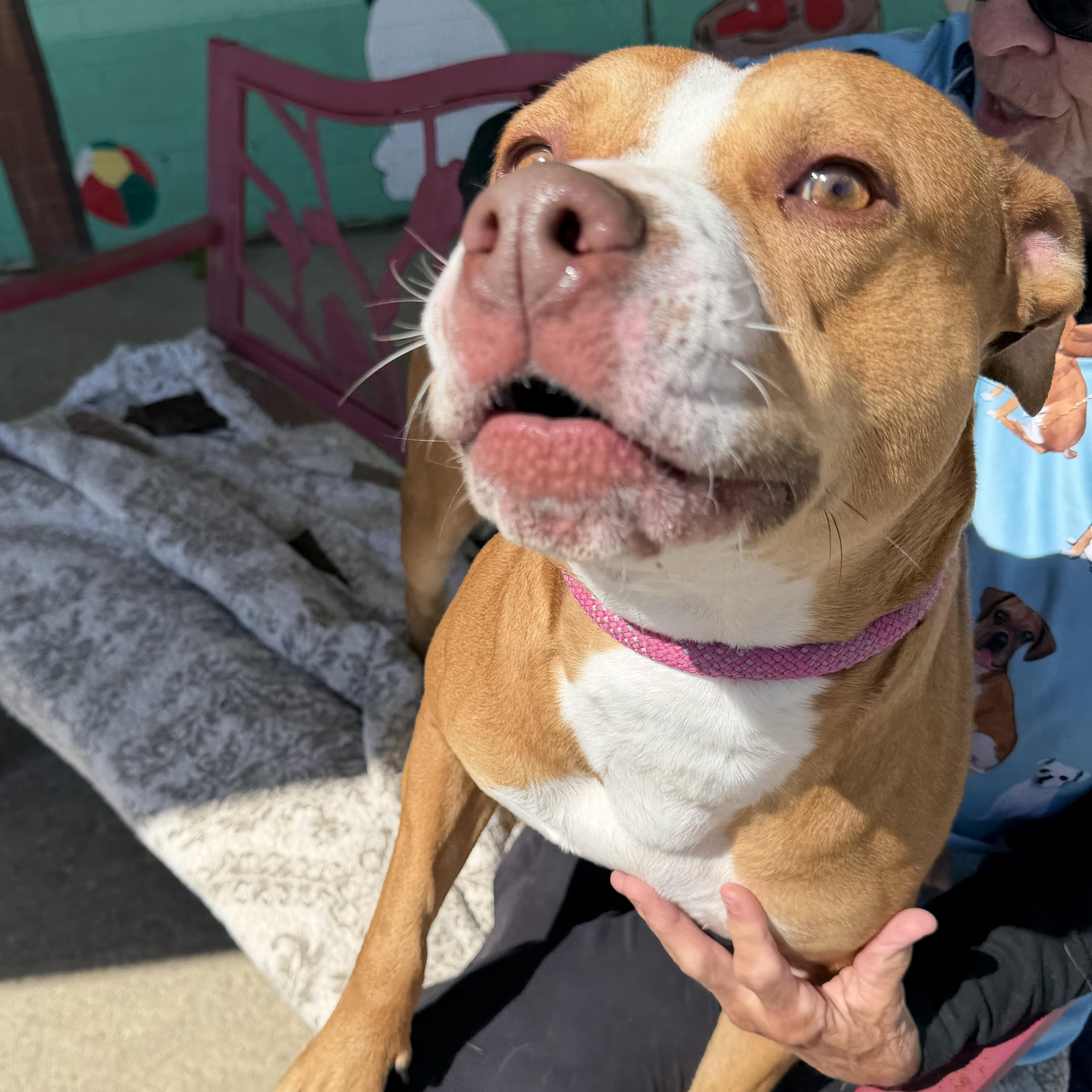 Bella, a ADOPTABLE mixed breed in Trenton, MO image 4/4