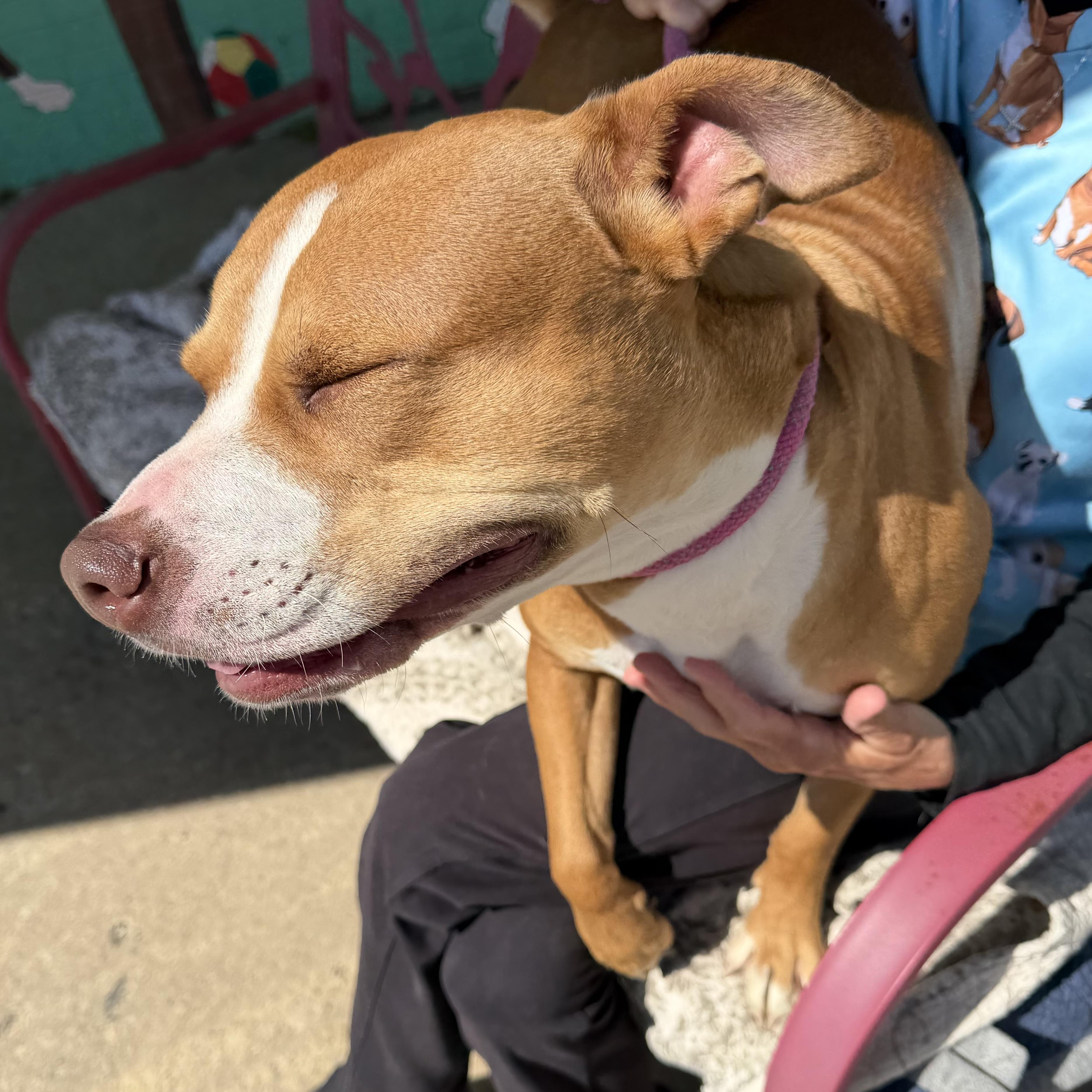 Bella, a ADOPTABLE mixed breed in Trenton, MO image 3/4