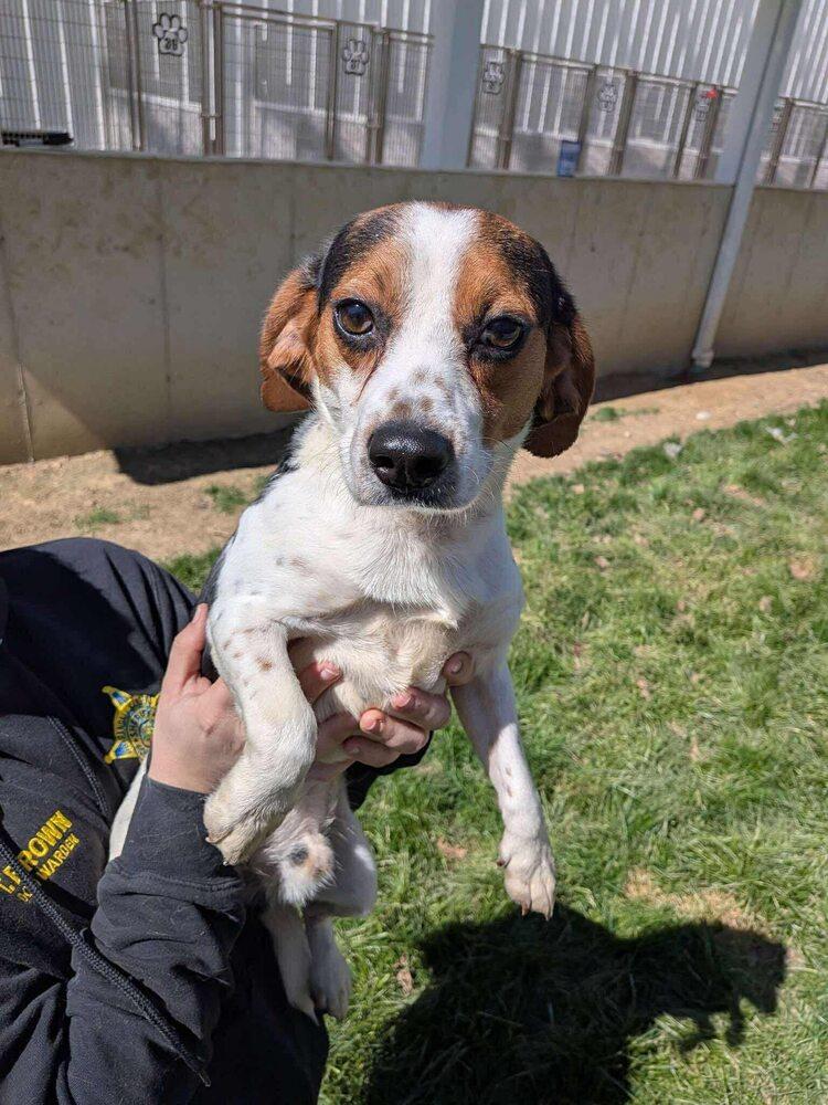 Snoopy, Adoptable, Young Male Beagle.